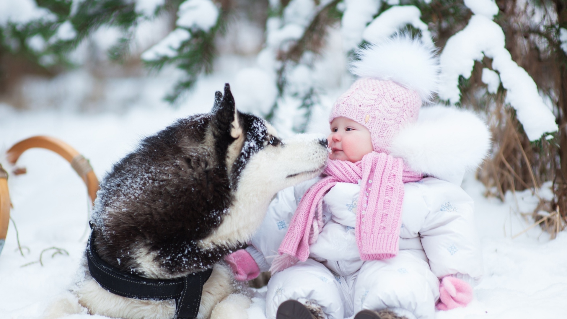 Грудной ребенок с собакой хаски на снегу