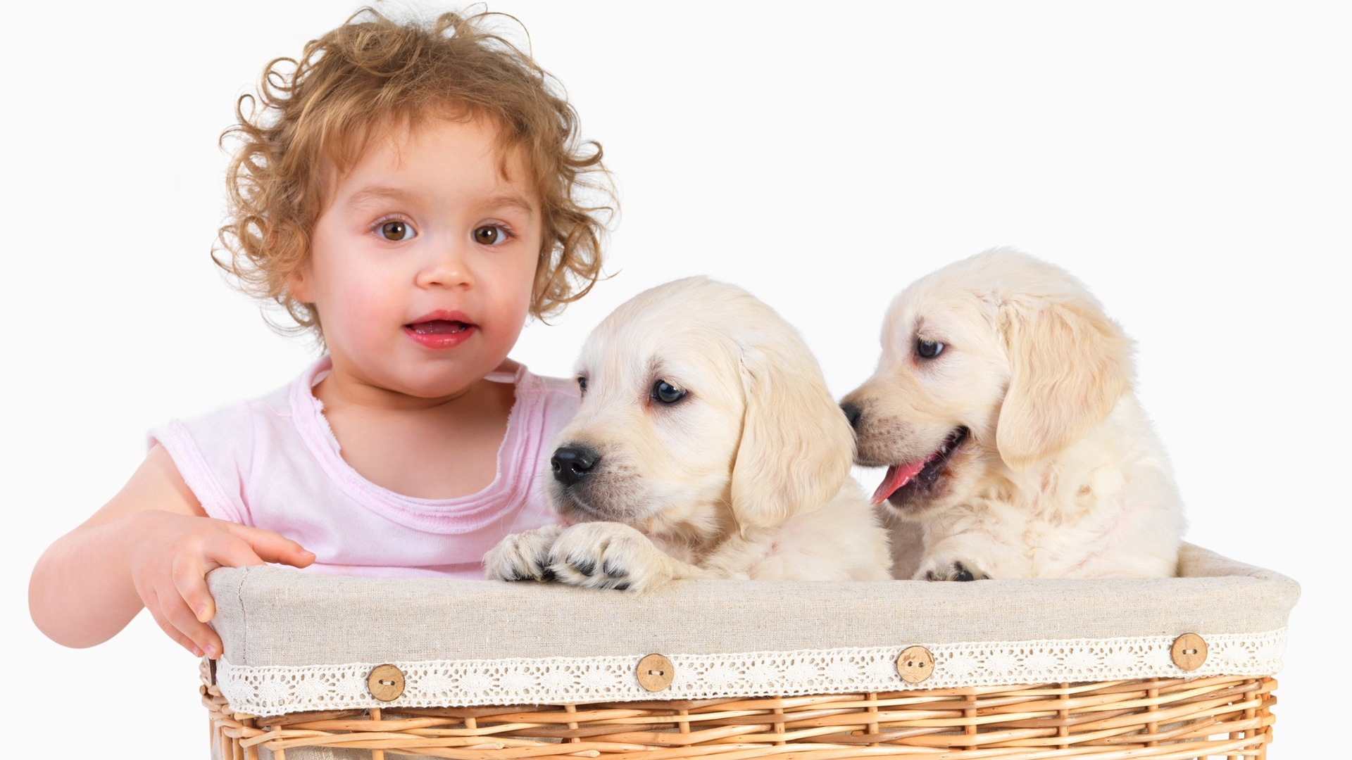 Маленькая девочка с щенками золотистого ретривера в корзине