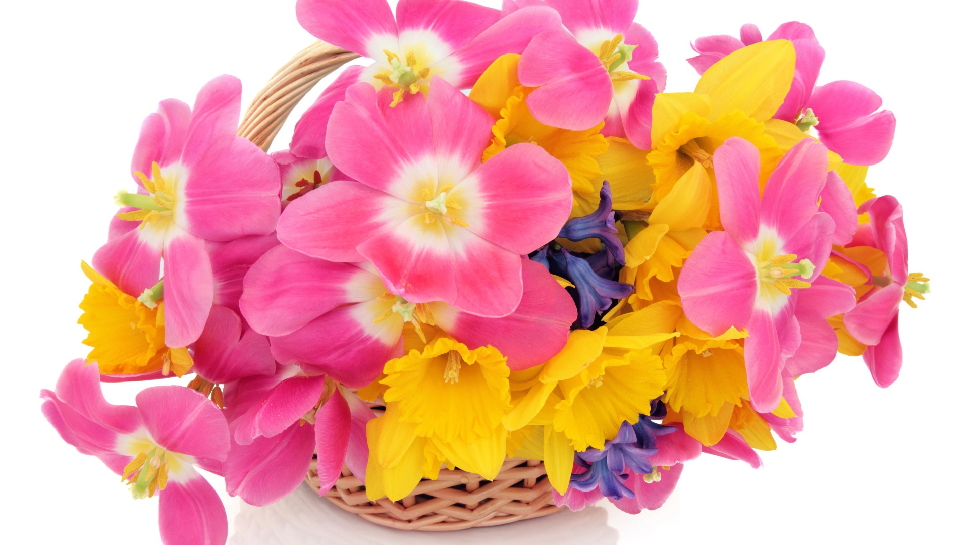 Розовые тюльпаны, нарциссы и гиацинты в корзине на белом фоне