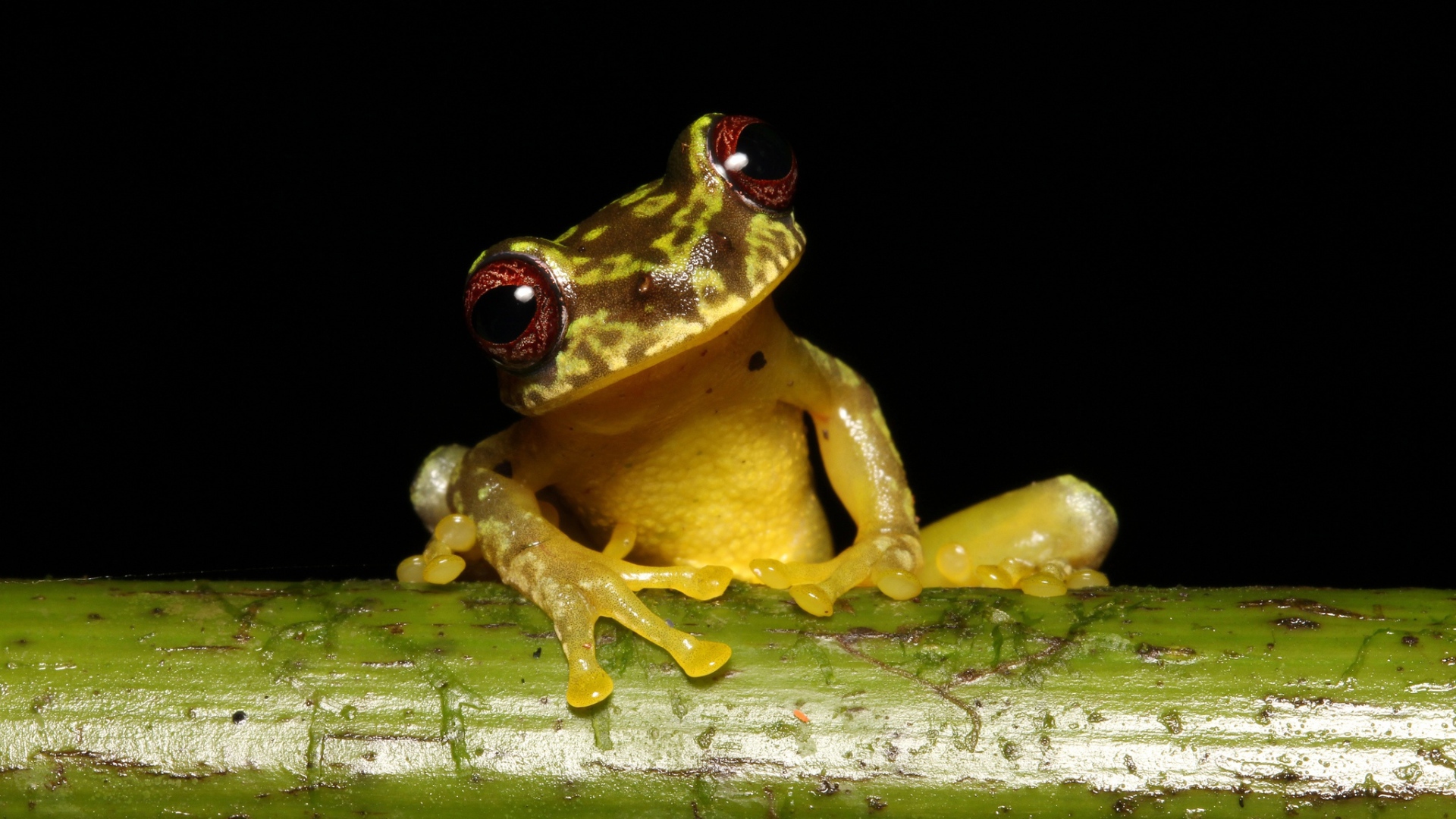 Забавная лягушка сидит на зеленой ветке на черном фоне