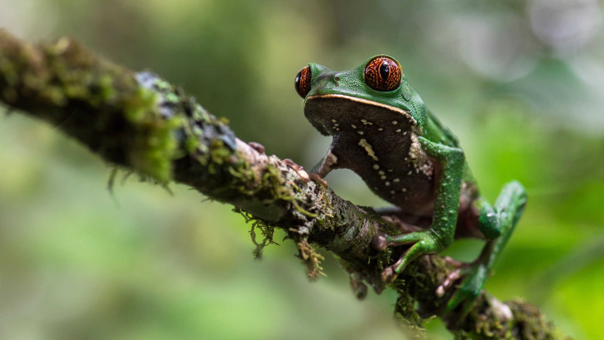 Зеленая лягушка сидит на ветке 