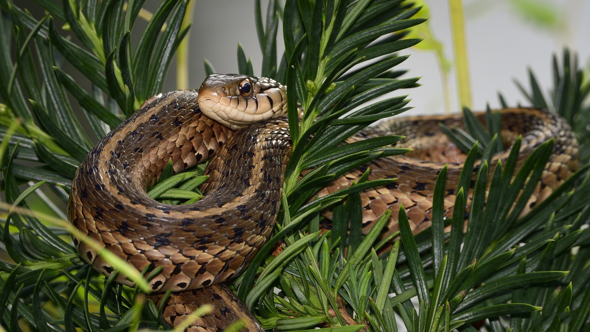 Змея сидит в зеленых ветках 