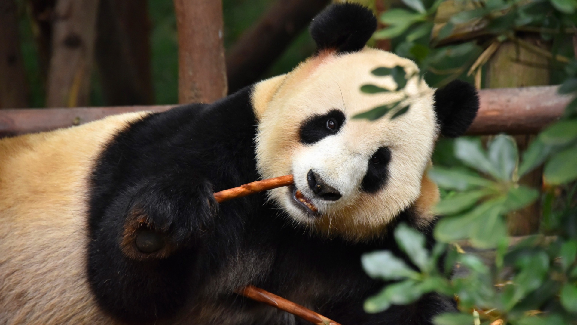 Big panda in a zoo nibbles a branch