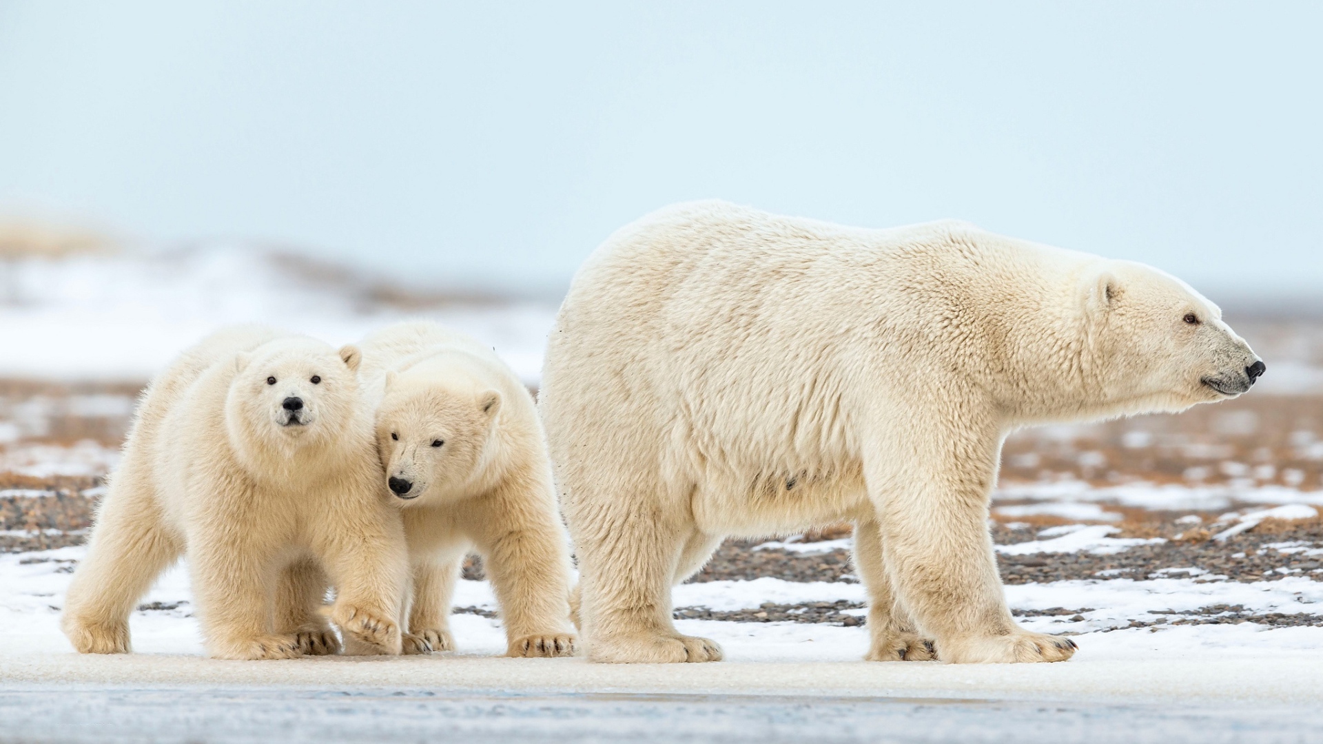 Большая белая медведица идет по снегу с маленькими медвежатами