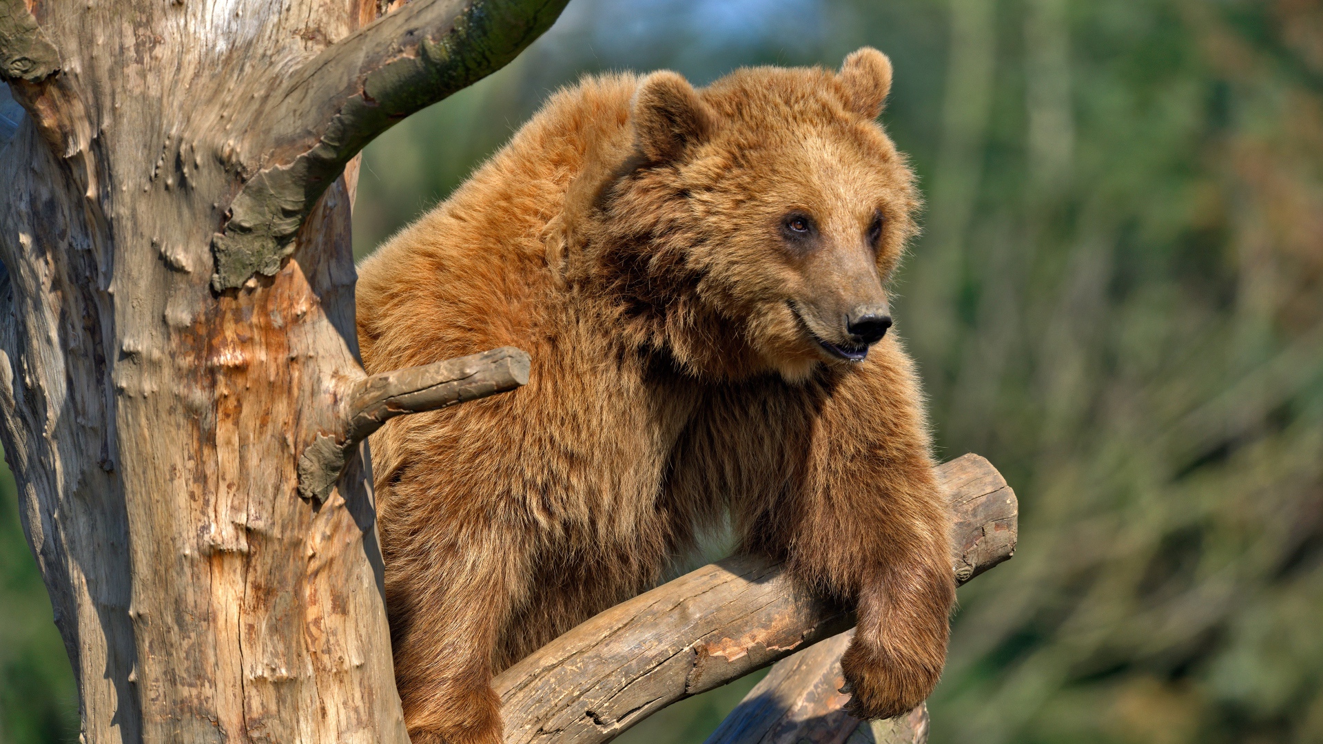 Бурый медведь сидит на сухом дереве