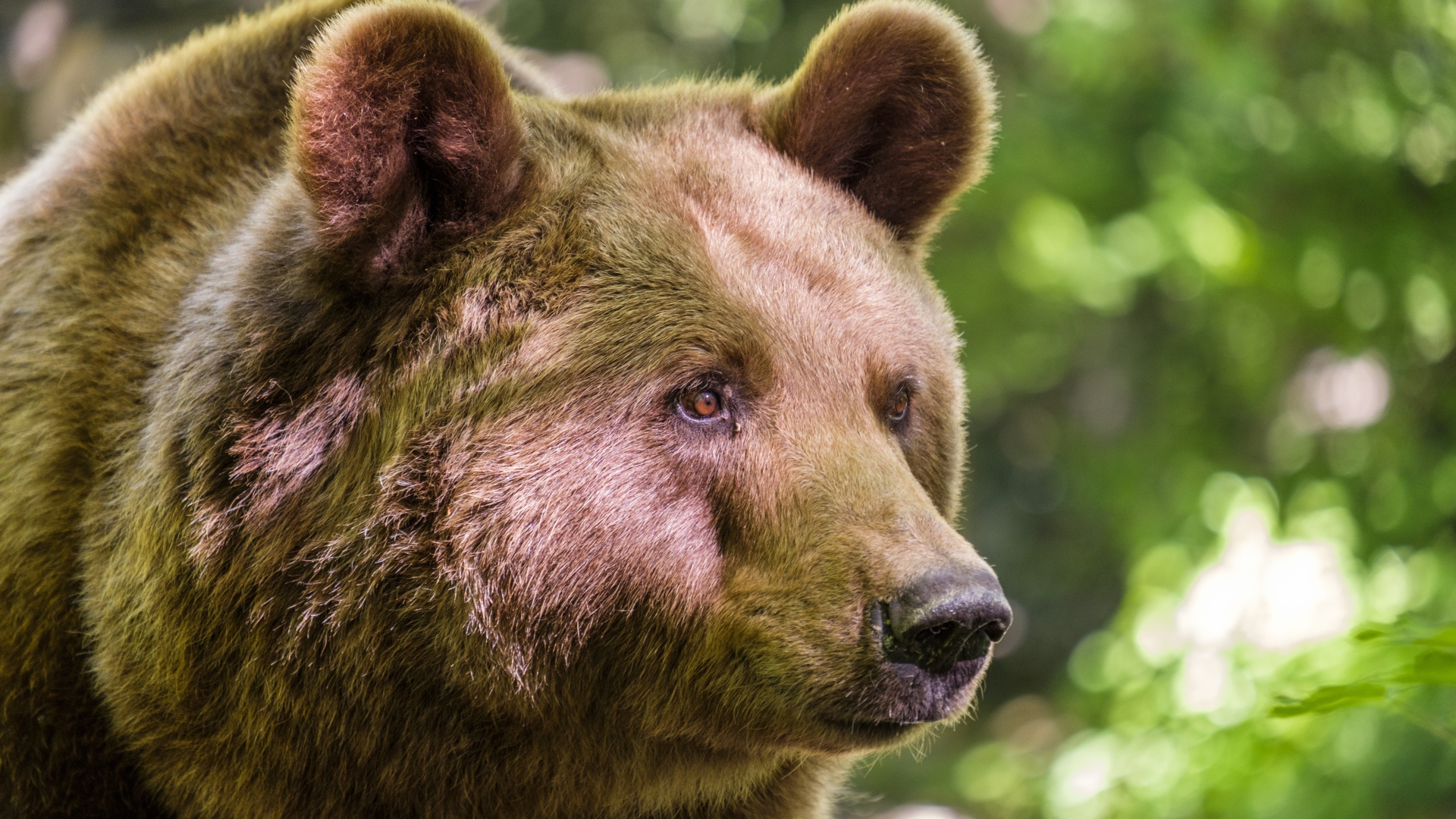 Морда большого бурого медведя крупным планом