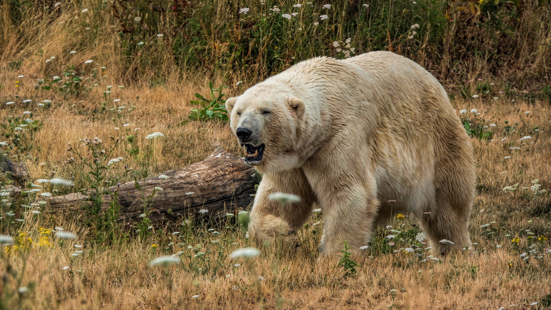 Грозный белый медведь с острыми клыками на траве