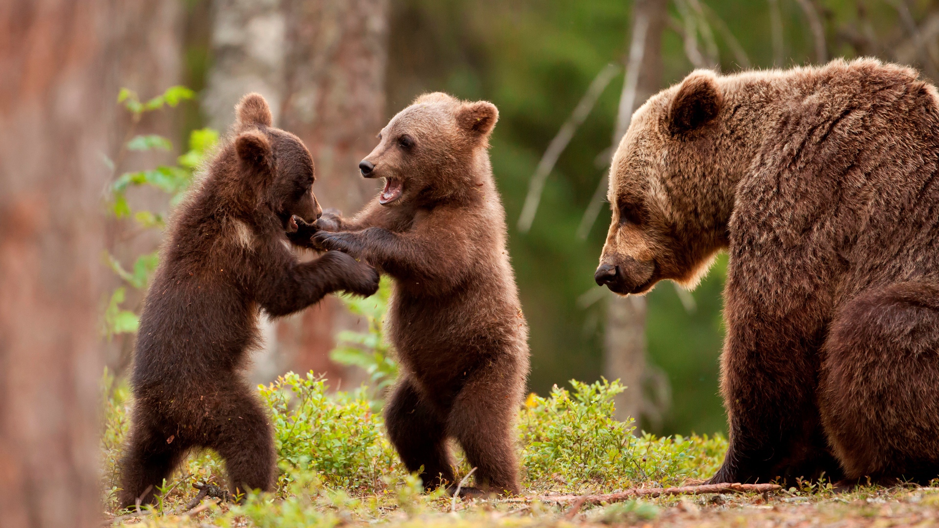 Два маленьких медвежонка с большой медведицей