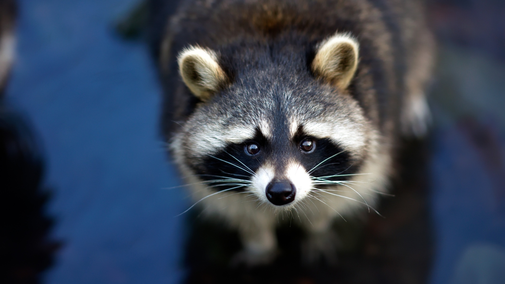 Любопытный енот с черным носом в воде