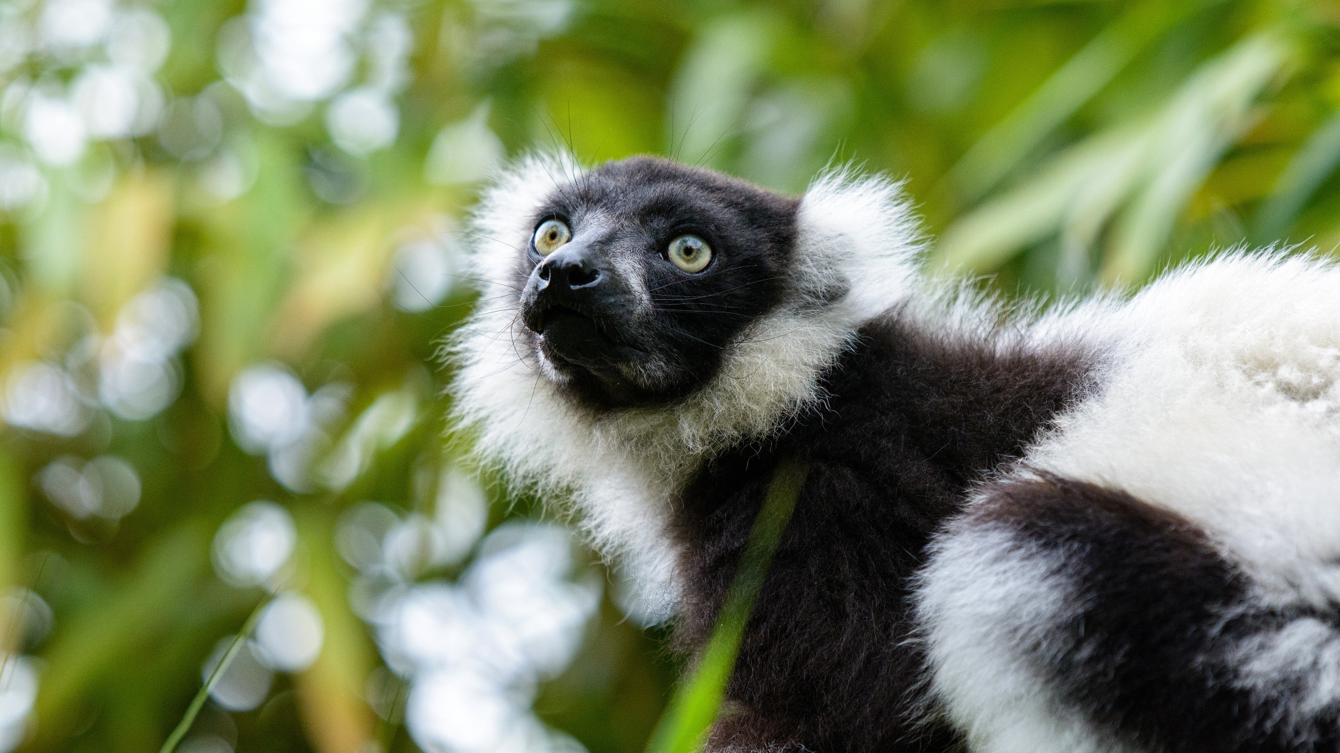 Лемур сидит на ветке дерева