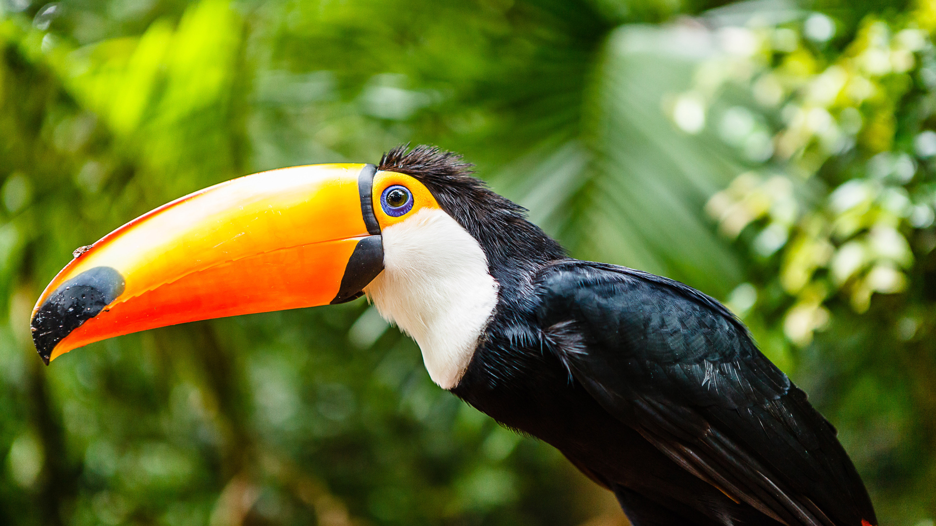 Большой тукан с длинным клювом сидит на ветке 