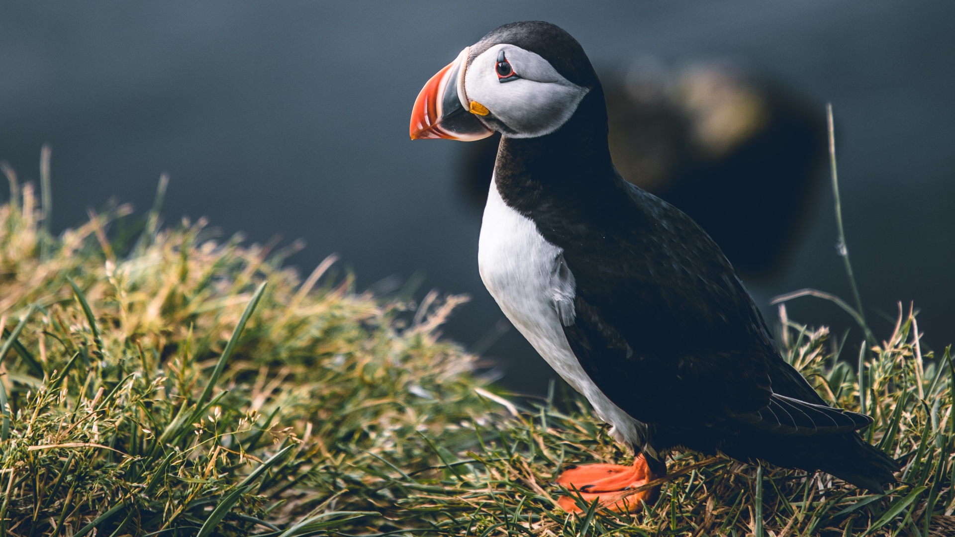 Грустный тупик стоит на траве