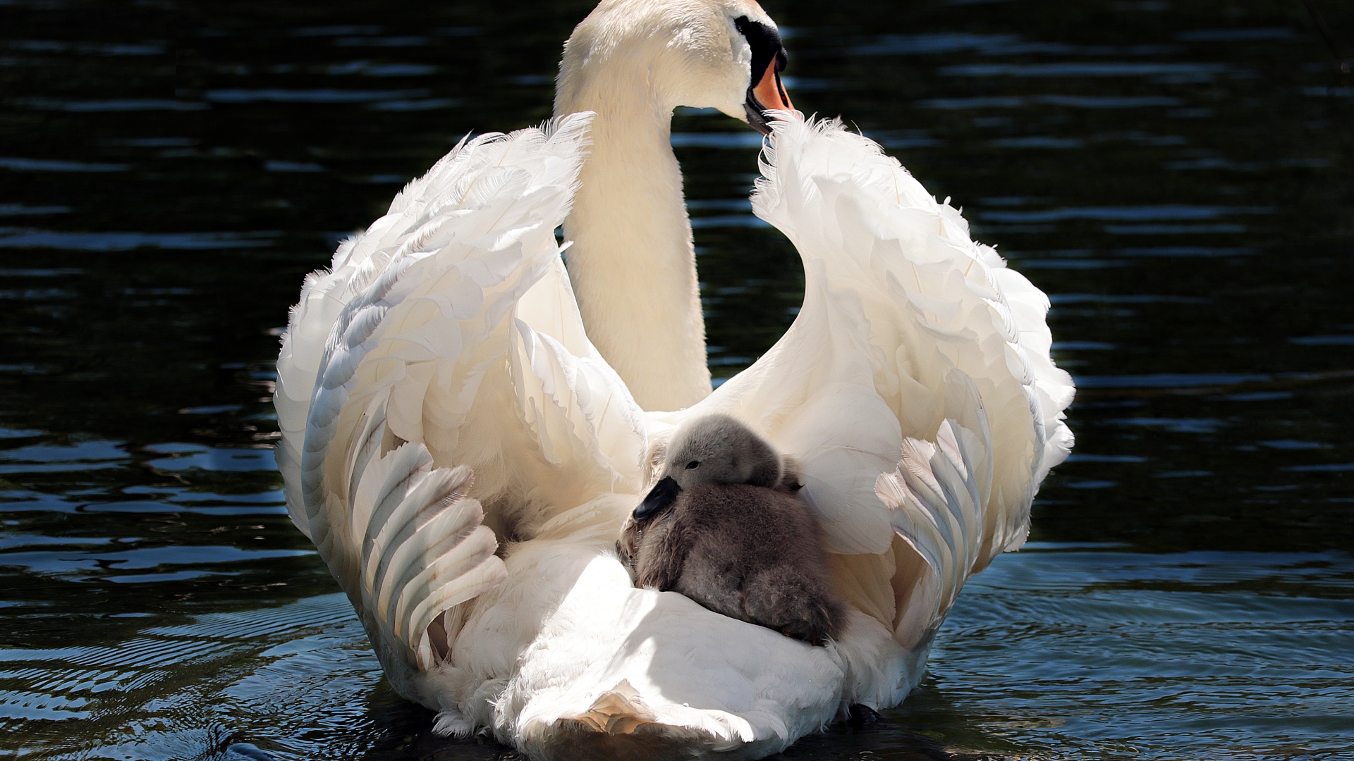 Красивый белый лебедь с птенцом в воде 