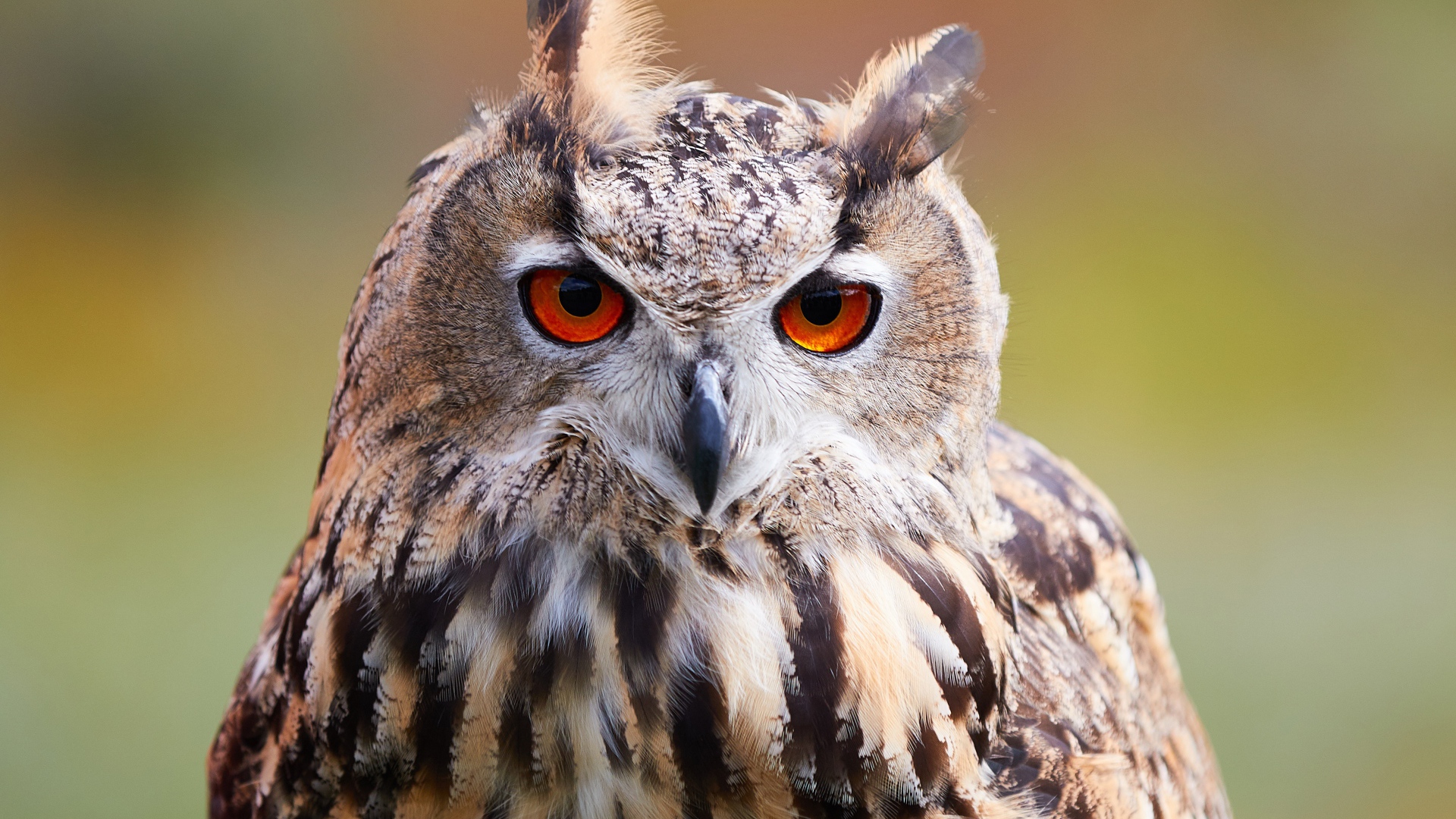 Большая сова с оранжевыми глазами крупным планом