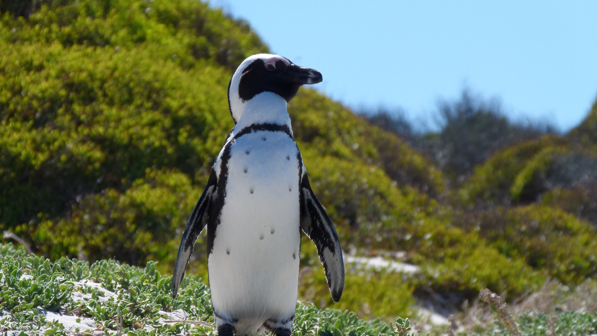 Большой пингвин стоит на зеленой траве