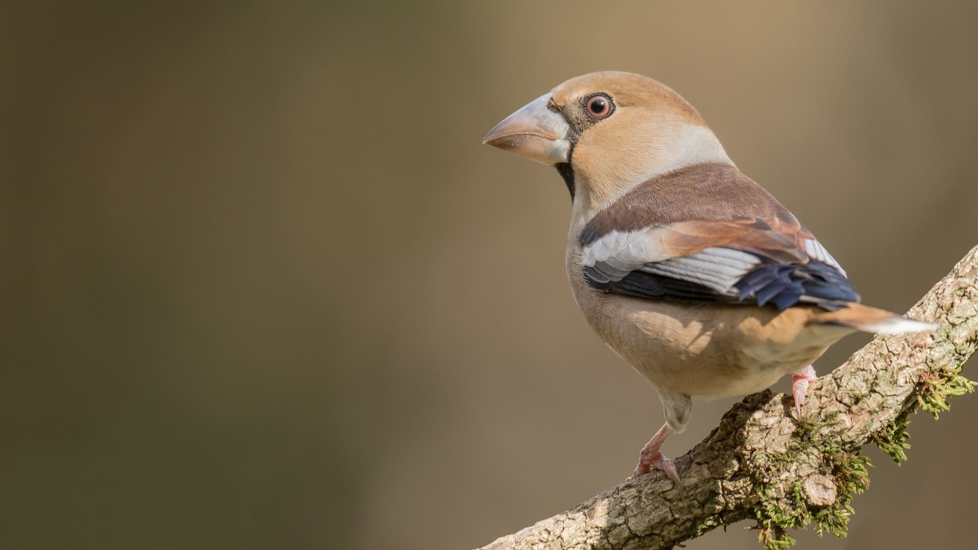 Птица сидит на ветке дерева крупным планом