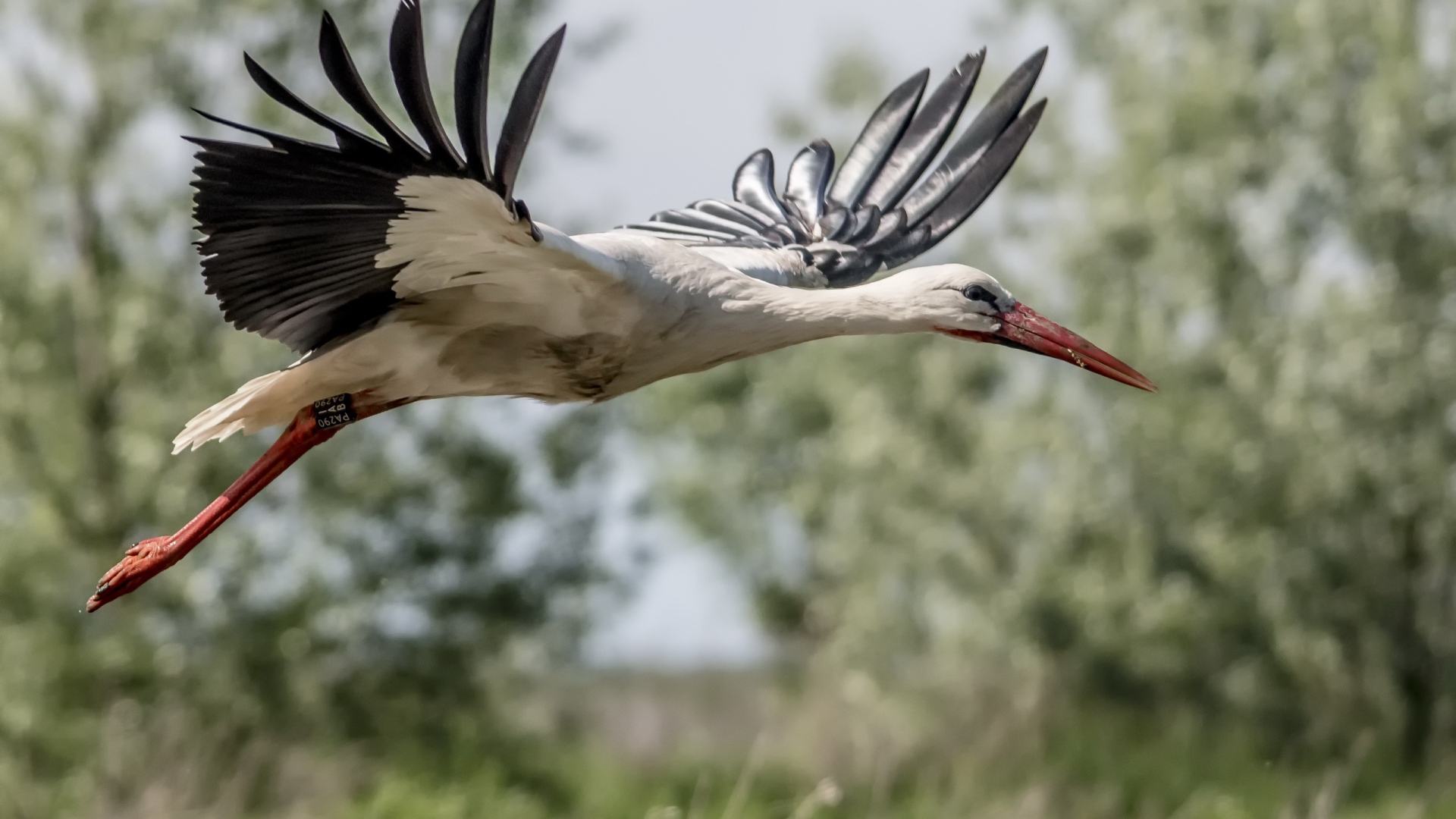 Большая цапля в полете