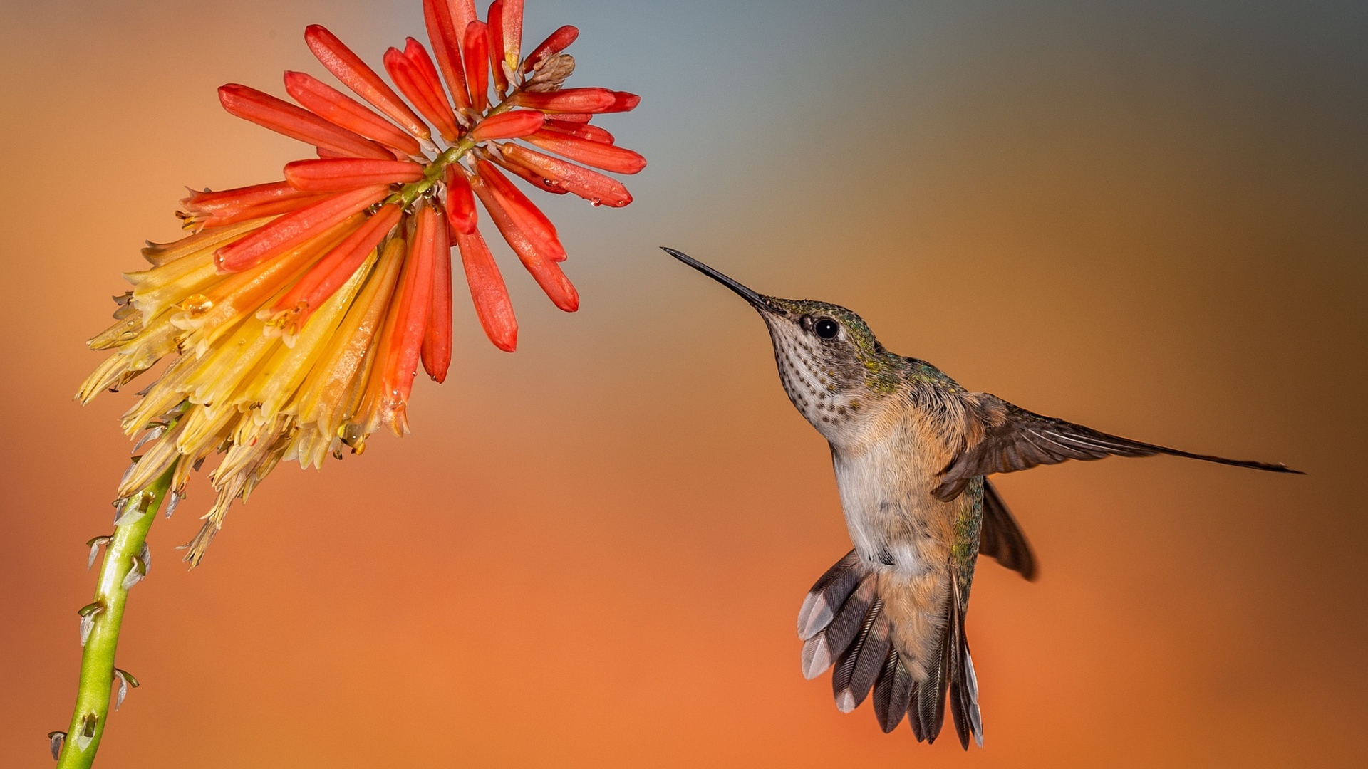 Hummingbird bird in flight at a red flower