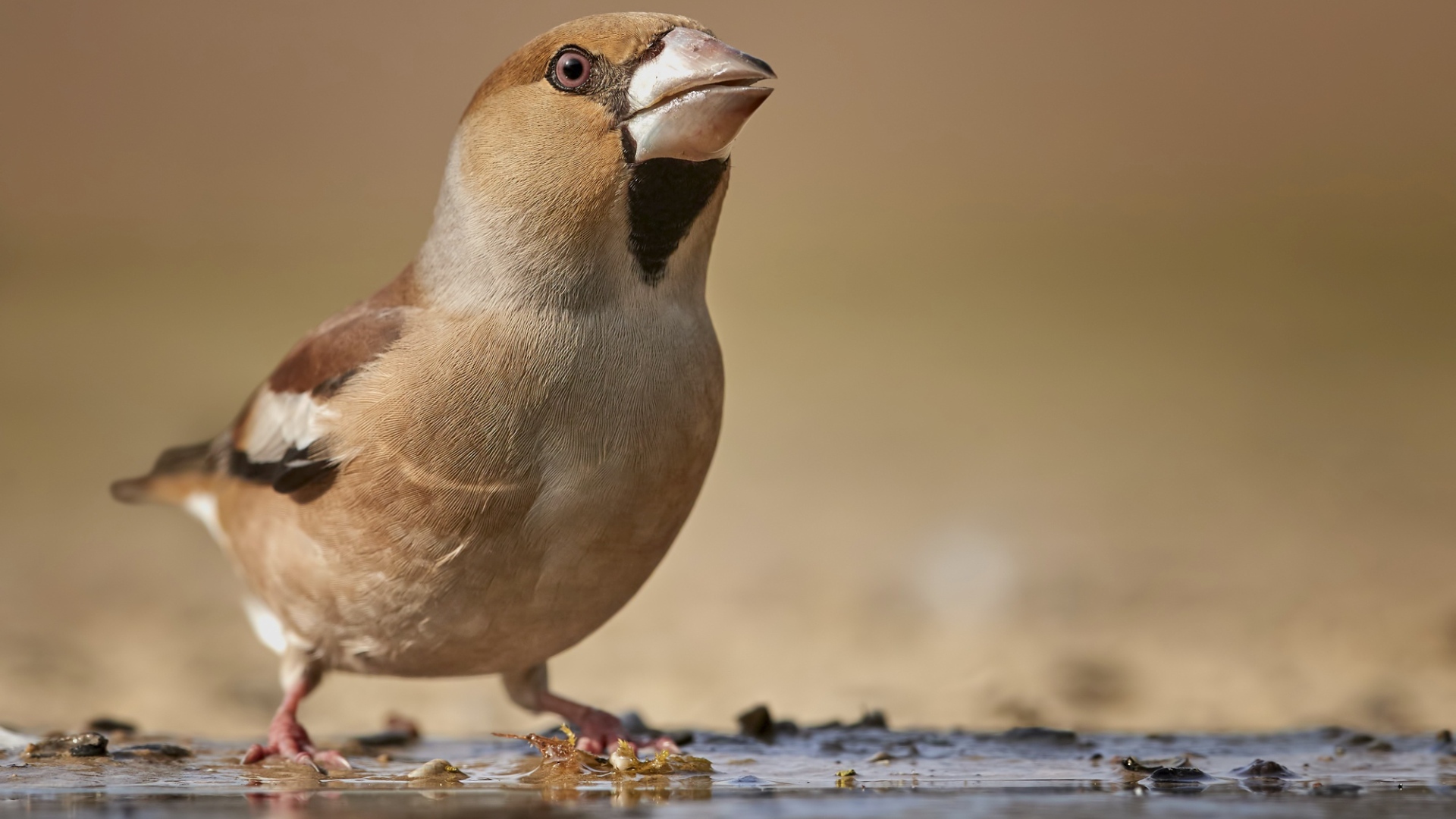 Маленькая коричневая птичка на мокрой земле