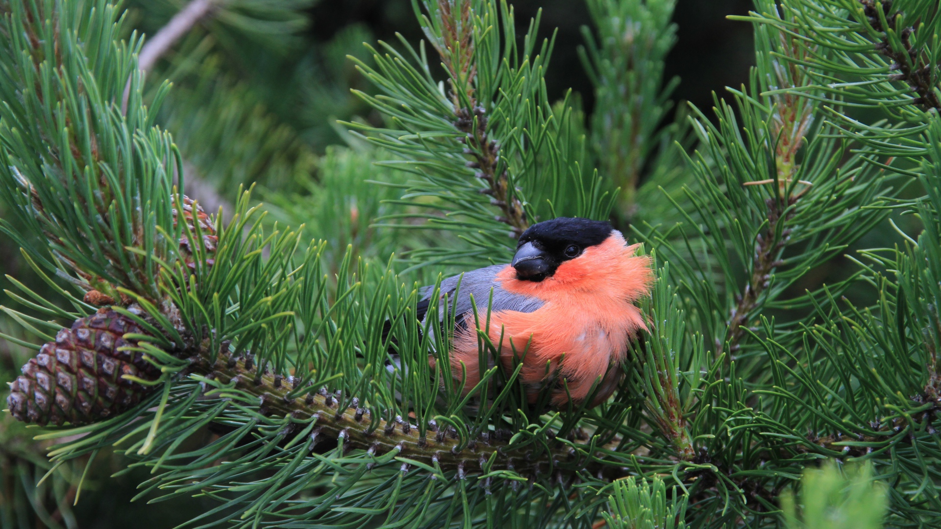 Little bullfinch sits in pine branches