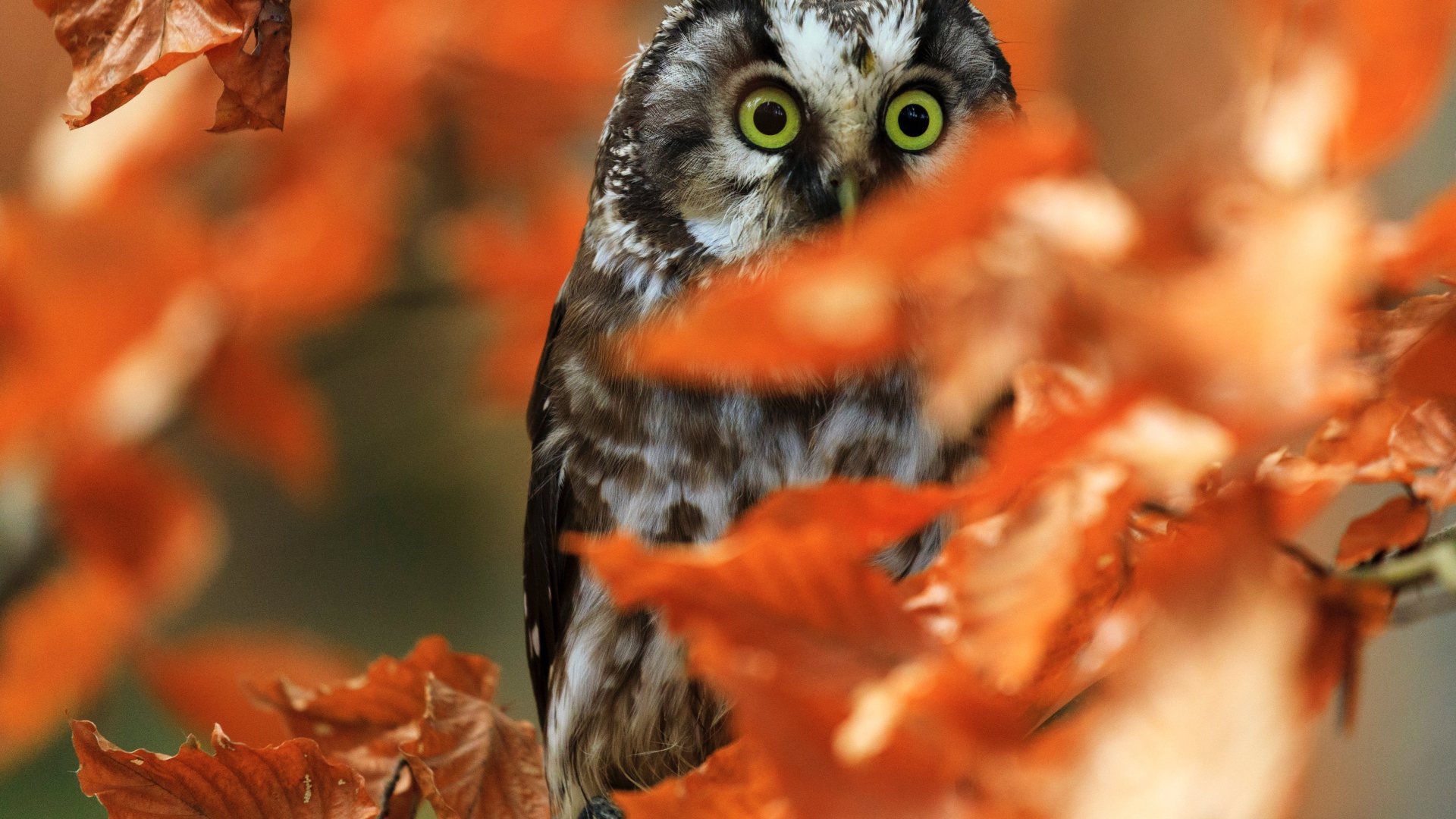 Сова сидит на ветке с сухими осенними листьями