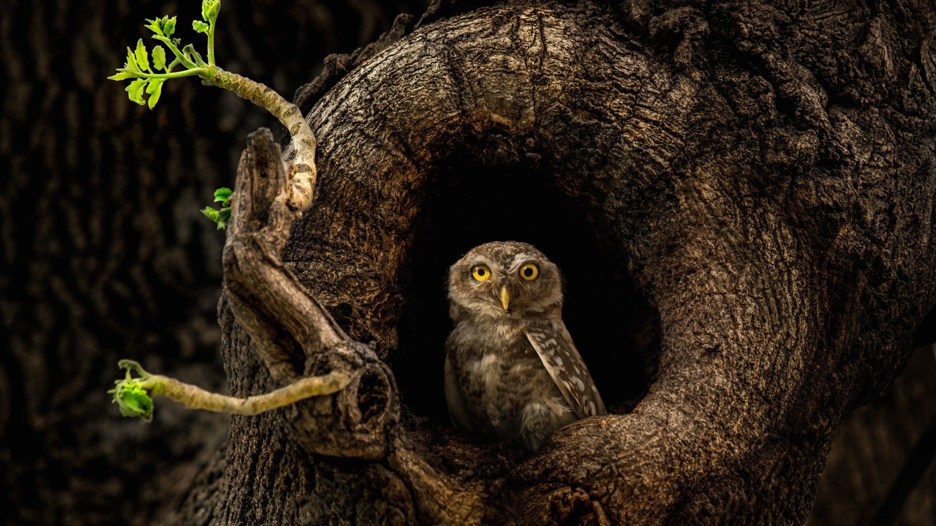 Сова с желтыми глазами сидит в дупле