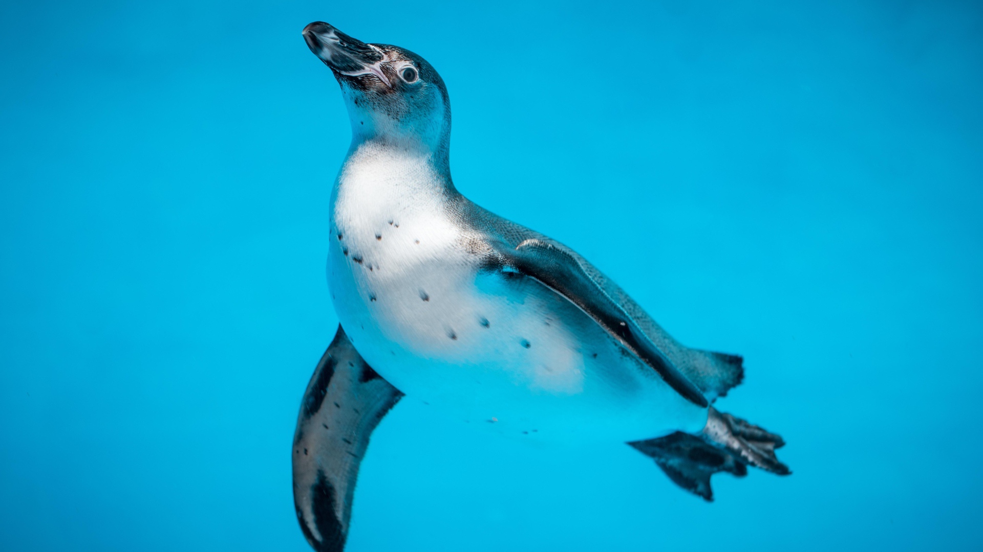Пингвин в голубой воде крупным планом