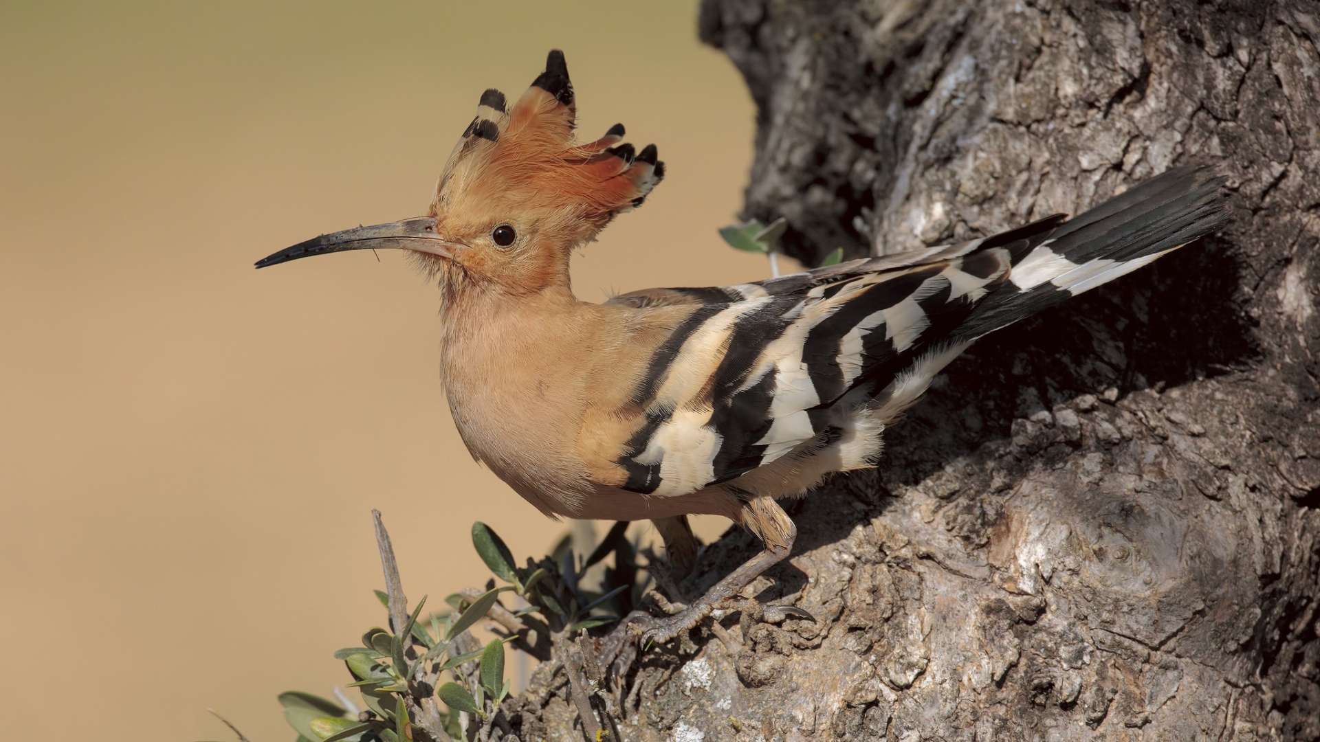 Птица удод с острым клювом сидит на дереве