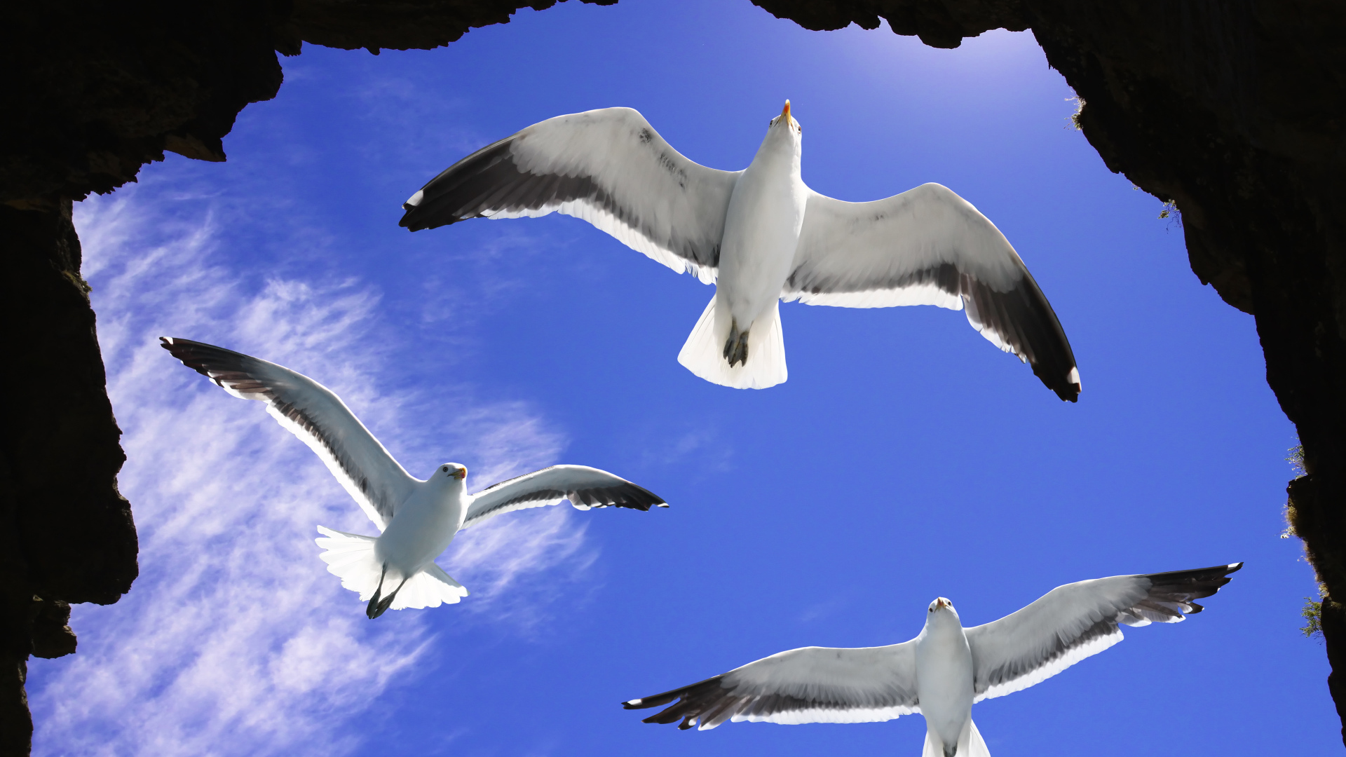 Три белые чайки в голубом небе