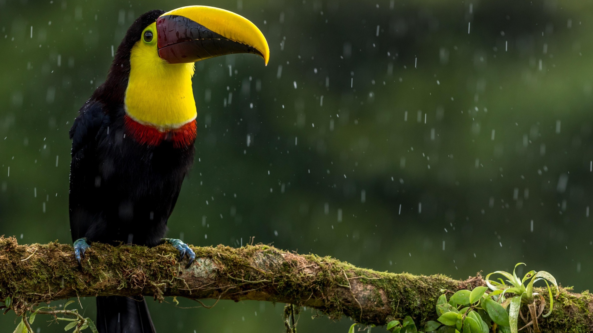 Птица тукан сидит на ветке под дождем
