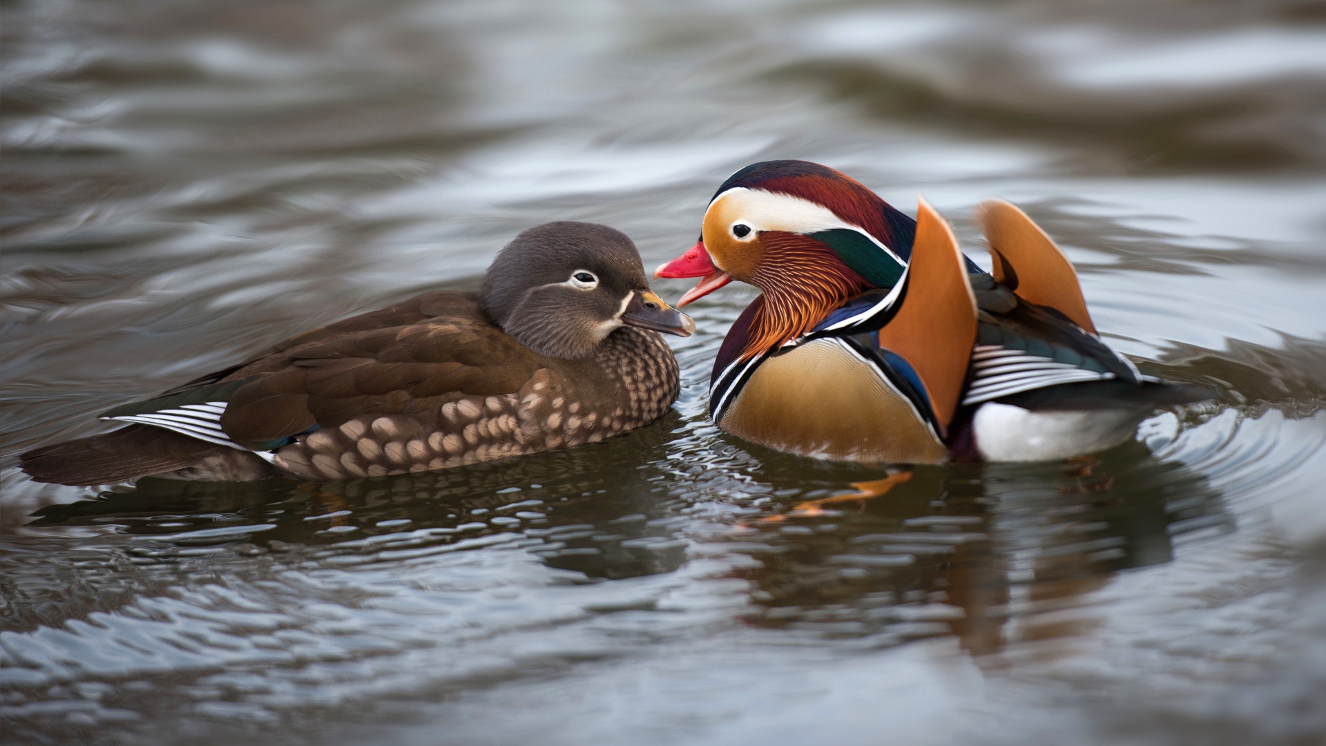 Two duck mandarins in the water