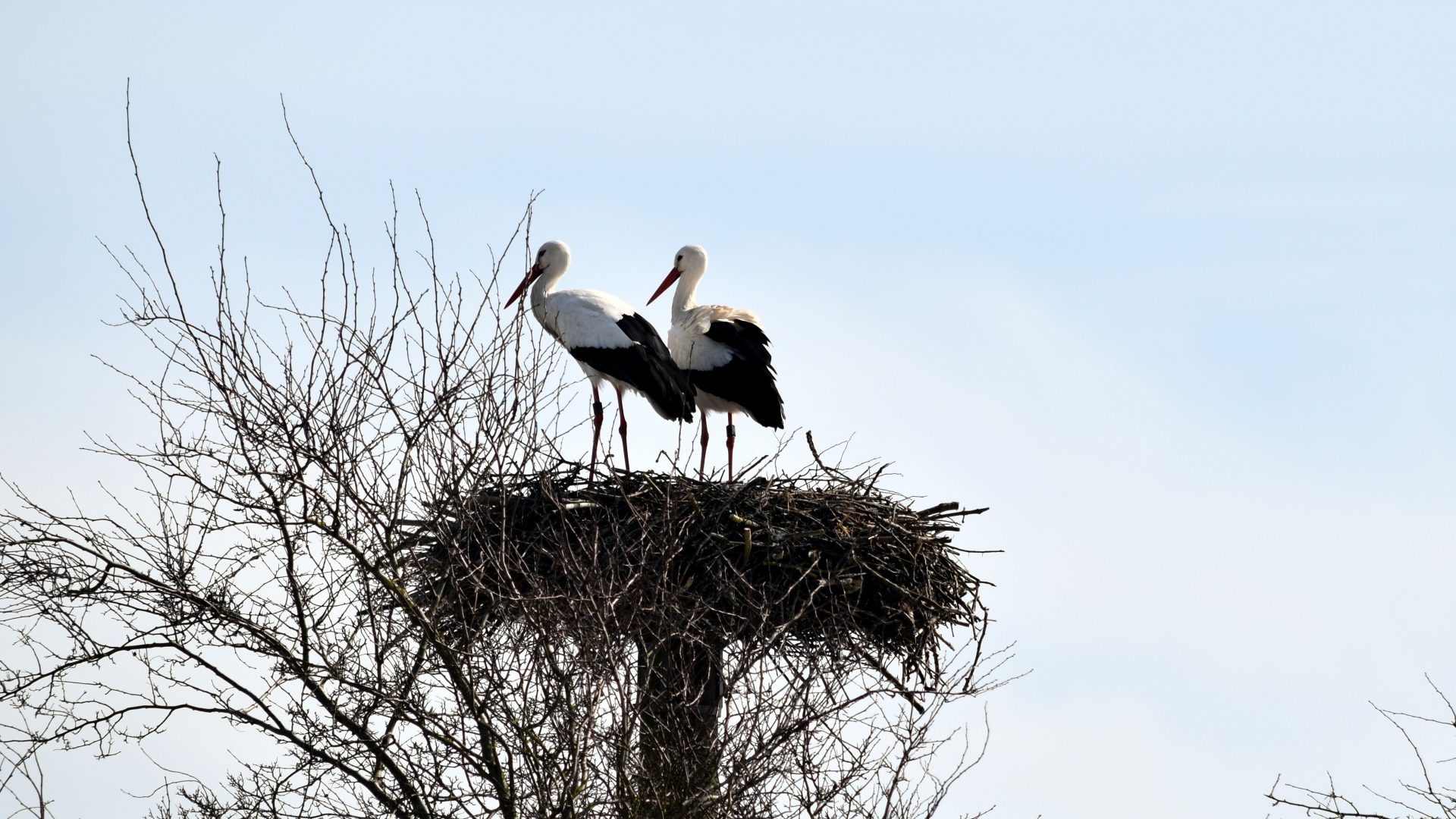 Два аиста в гнезде на дереве на фоне неба 