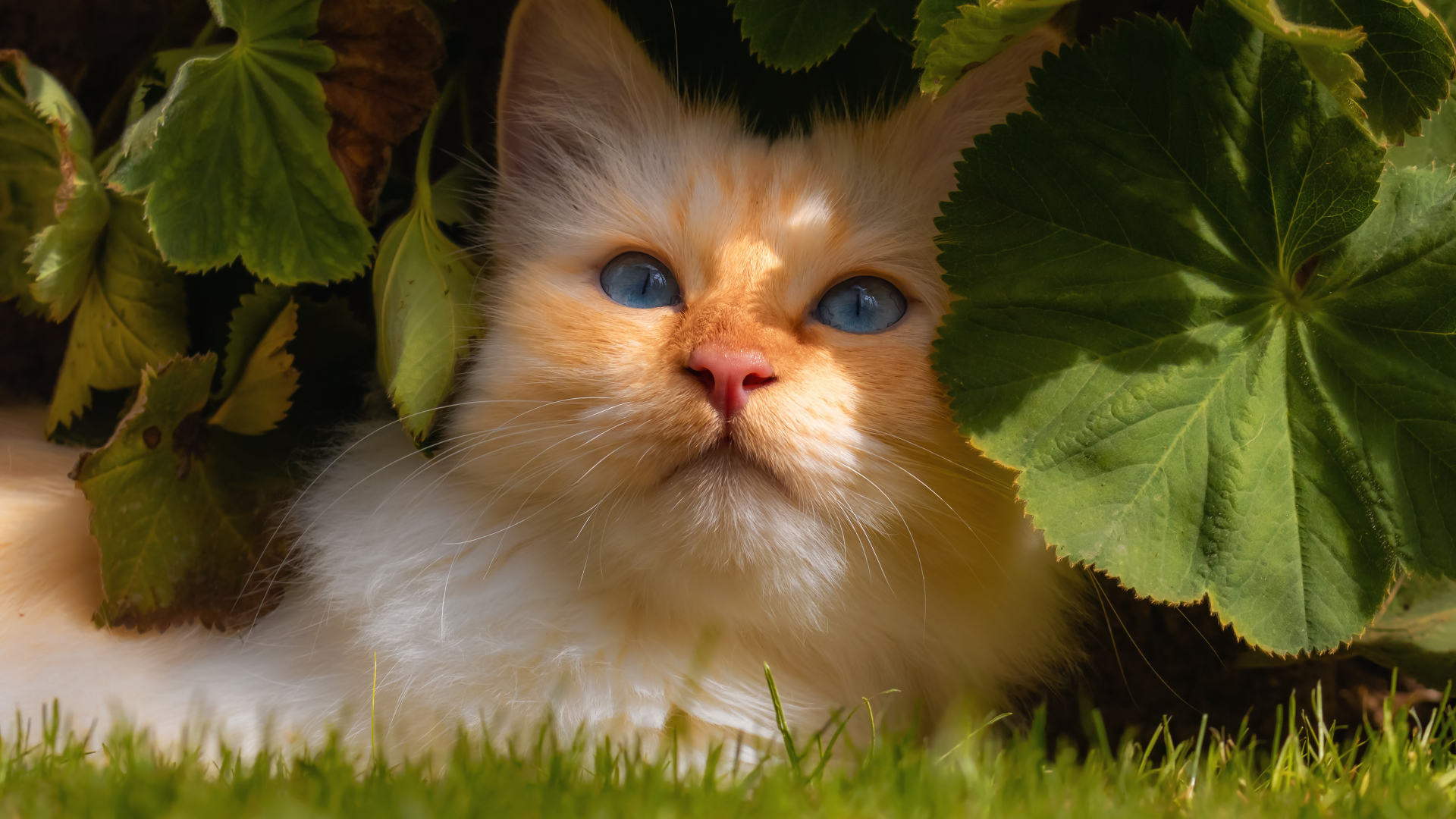 Красивый голубоглазый кот сидит на зеленой траве в зеленых листьях