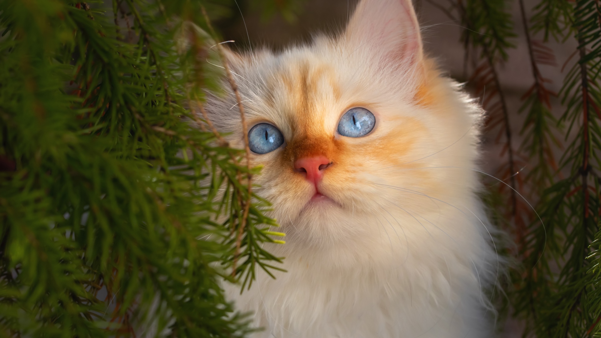 Красивый породистый голубоглазый рыжий кот в зеленых ветках ели