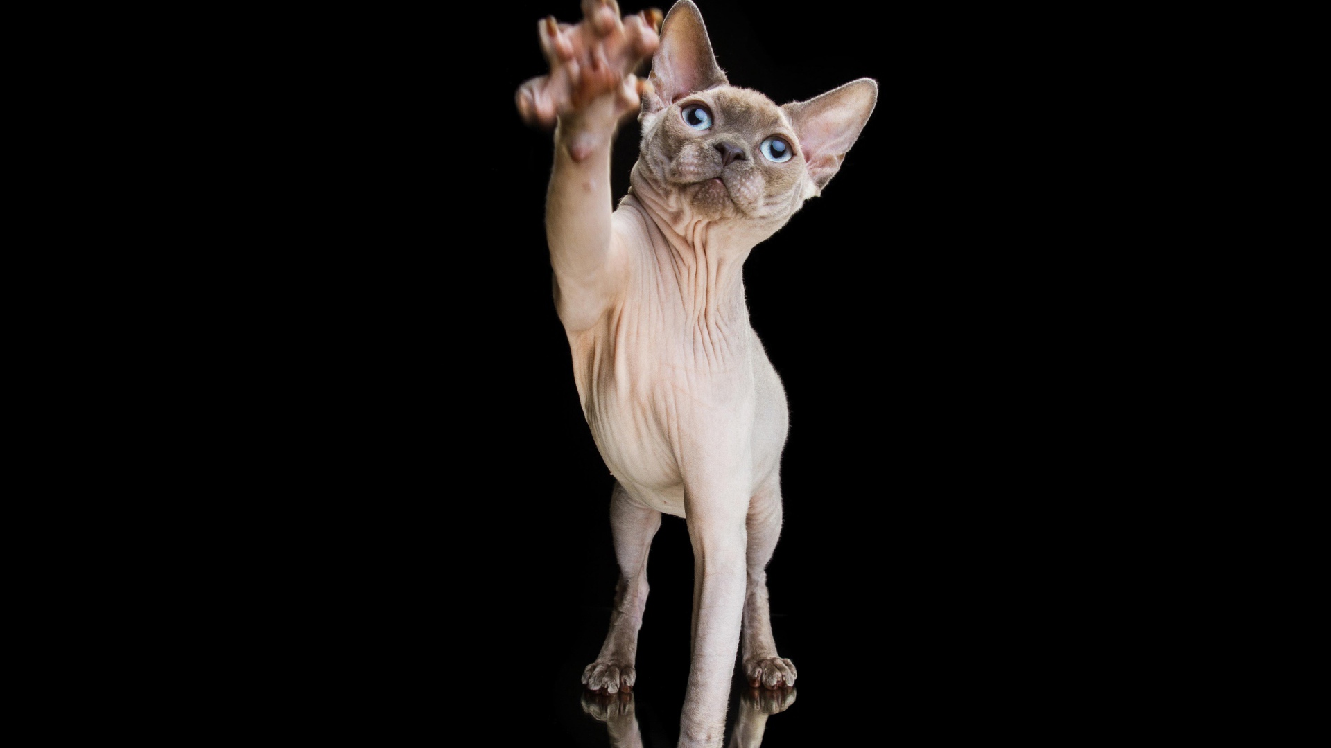 Красивый кот породы Сфинкс тянет лапу на черном фоне