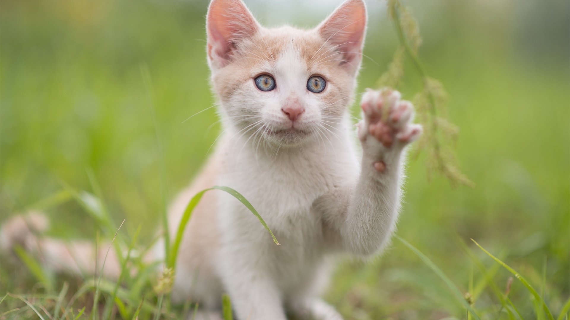 Красивый белый с рыжим котенок поднял лапку