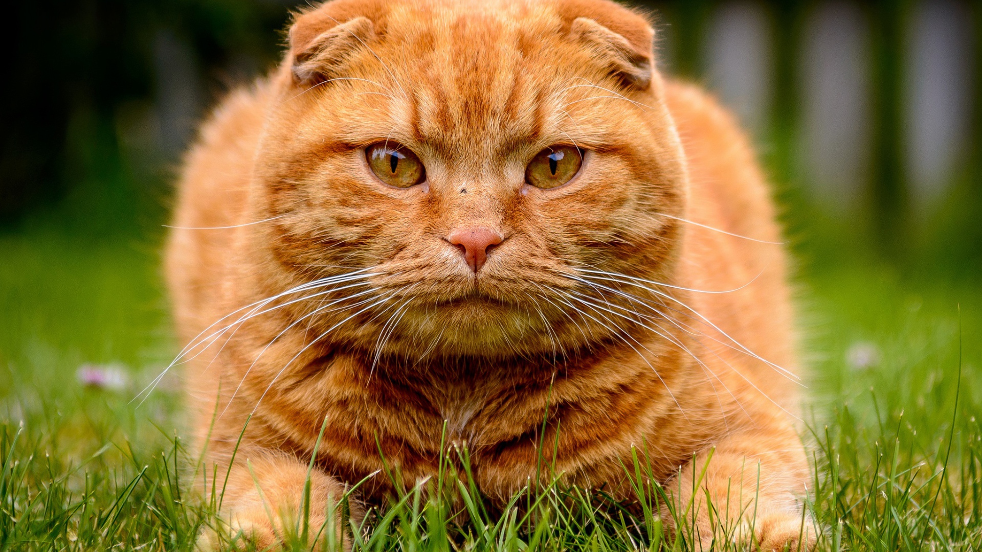Большой красивый рыжий кот лежит на зеленой траве