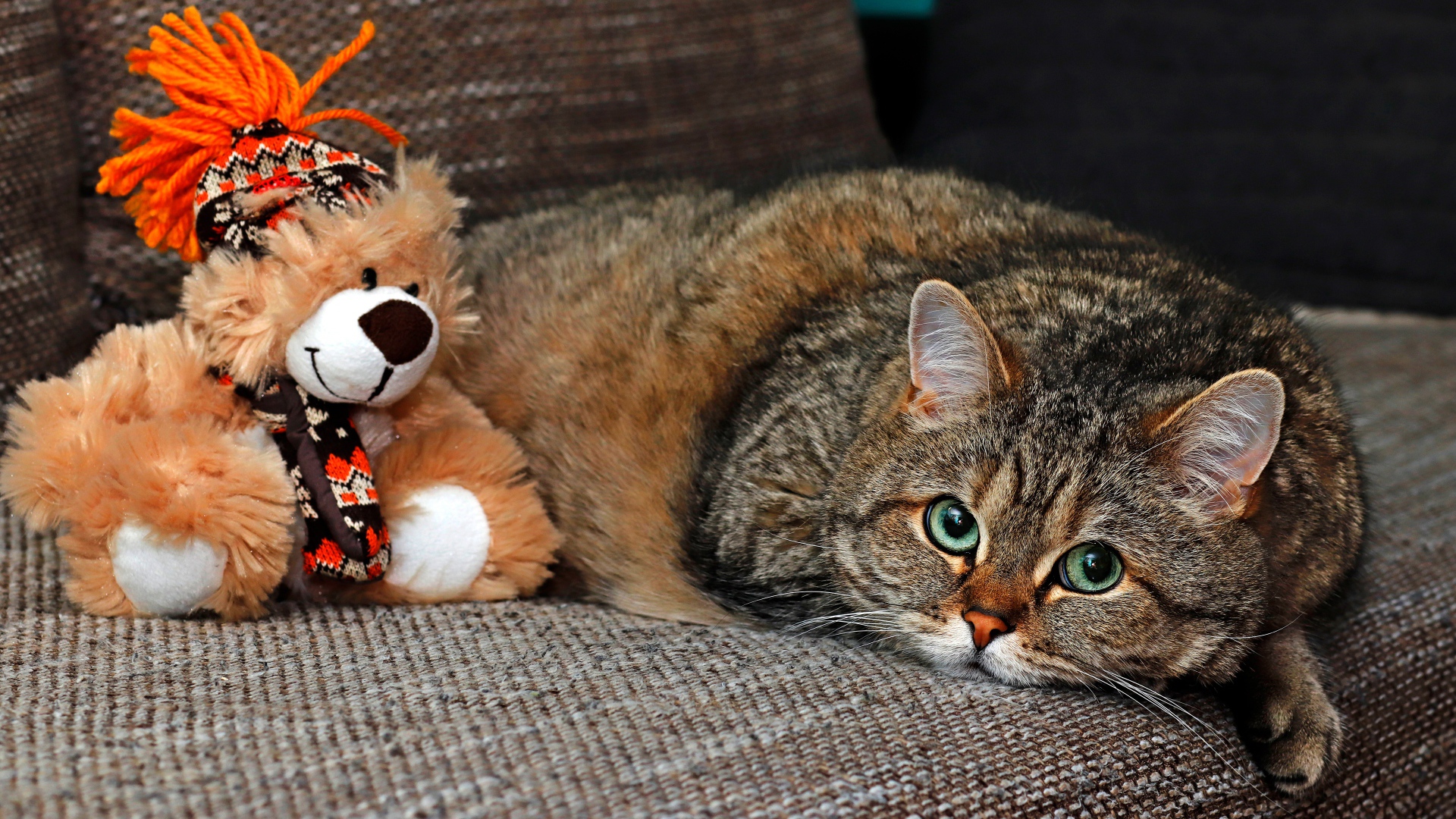 Большой серый кот лежит на диване с игрушкой