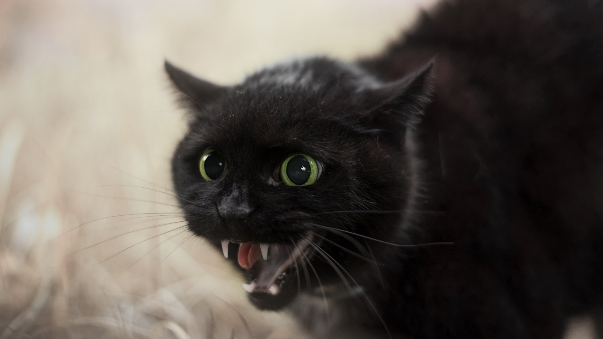 Черный агрессивный кот с острыми клыками 