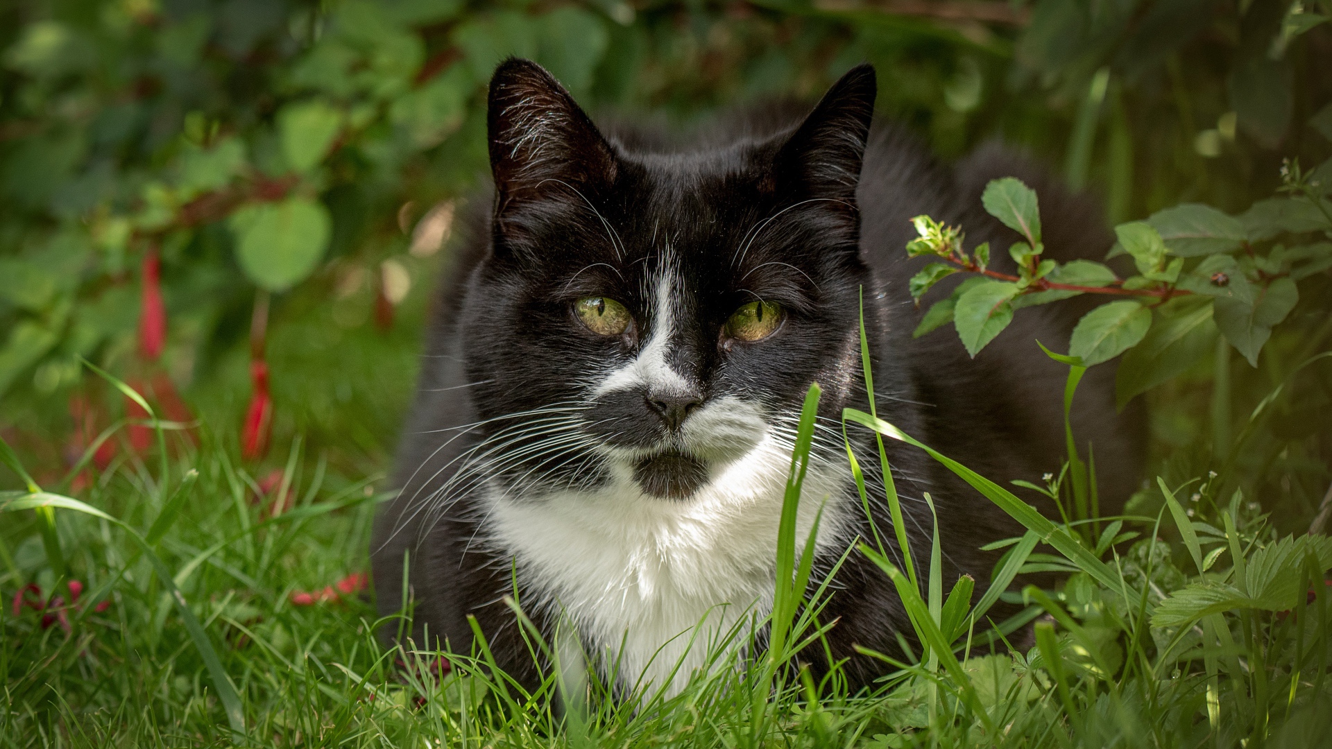 Черный с белым кот сидит в зеленой траве