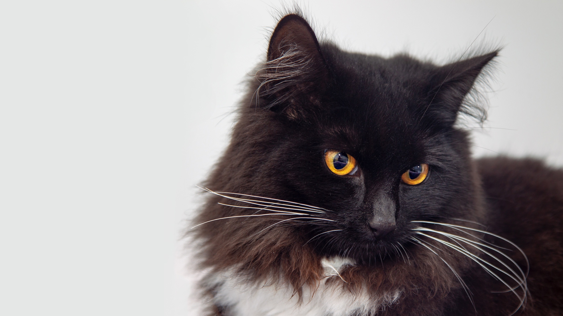 Пушистый черный кот с оранжевыми глазами морда крупным планом