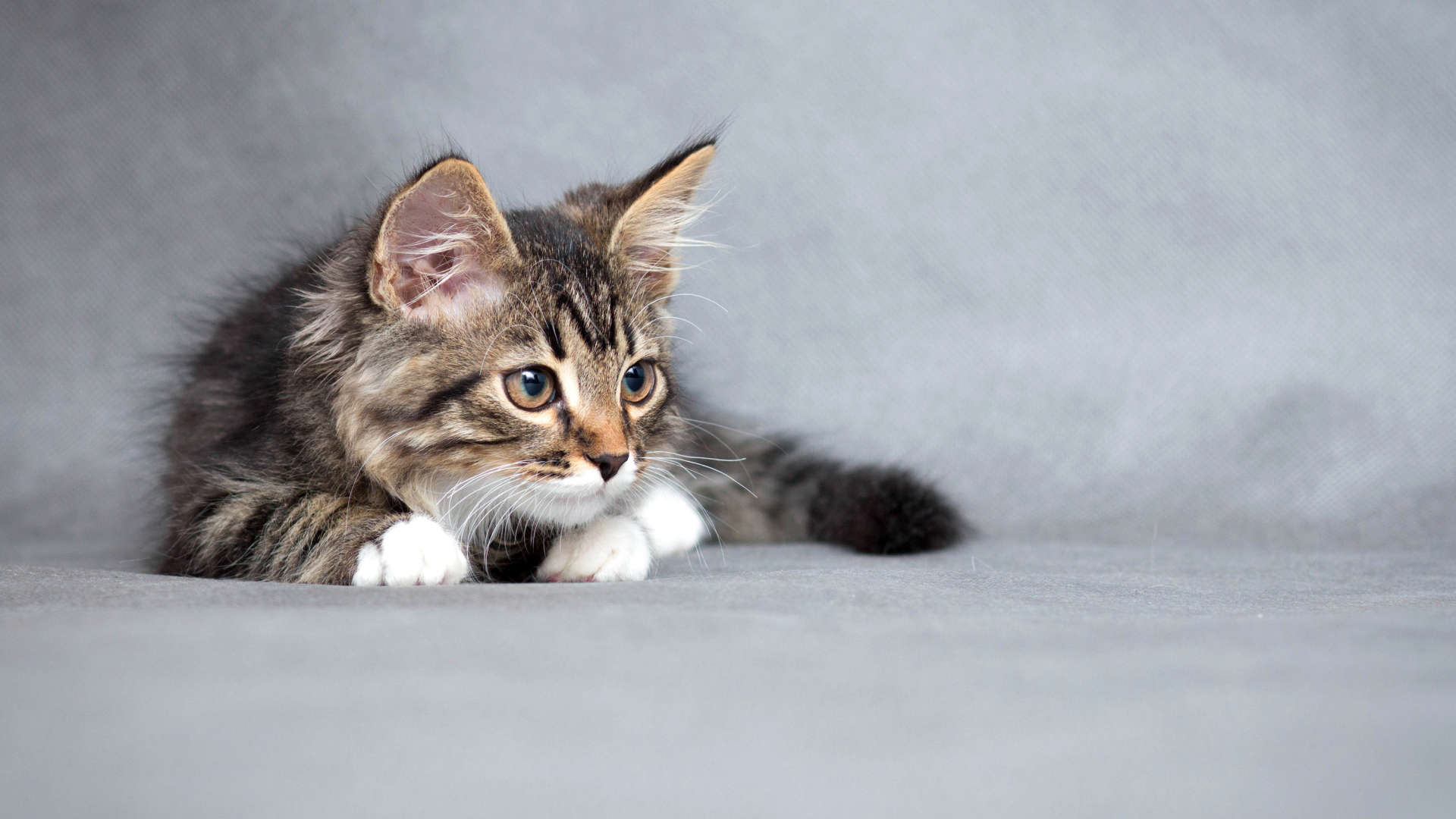 Fluffy gray kitten on a gray background