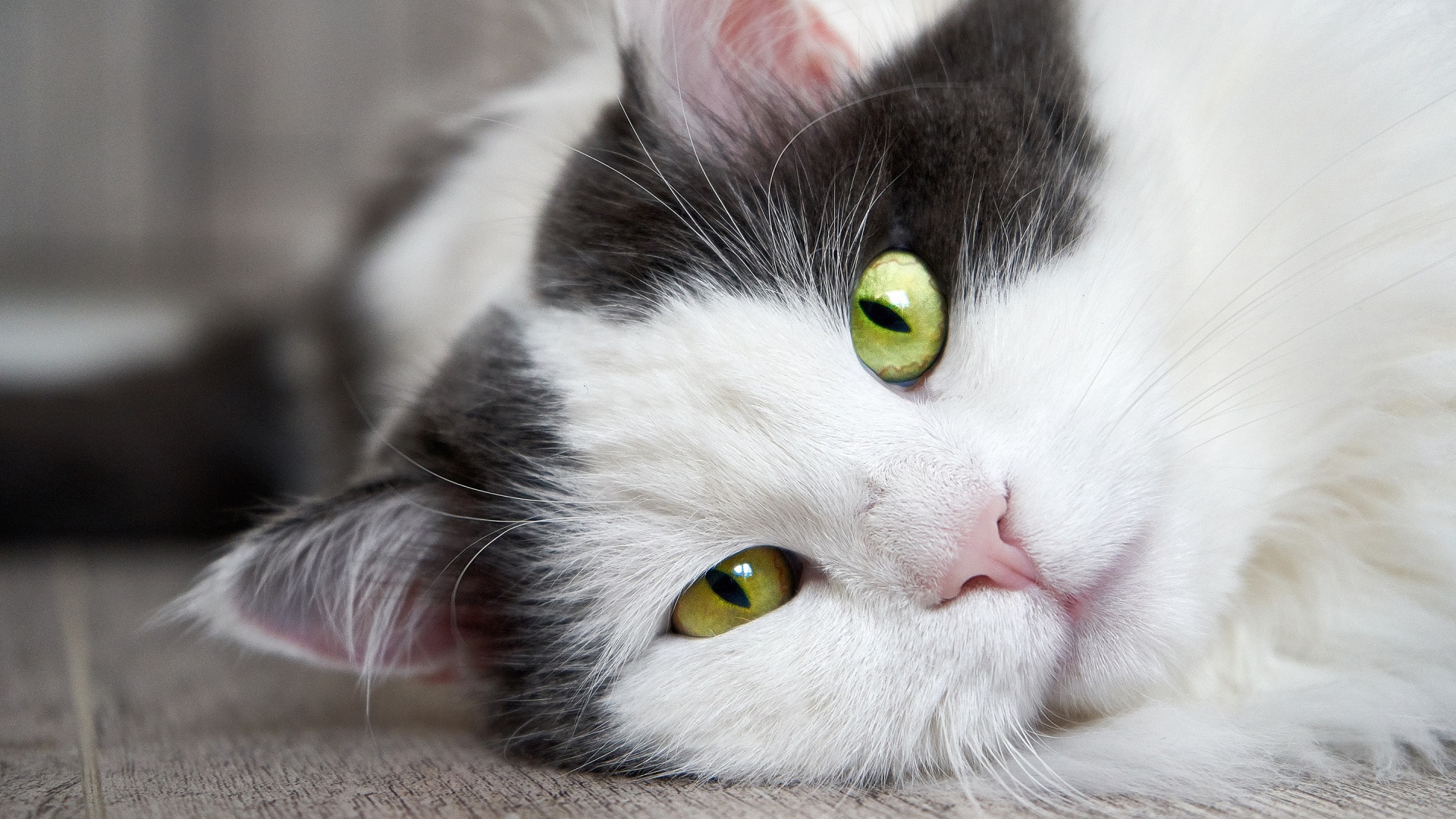 Пушистый белый с черным кот лежит на полу