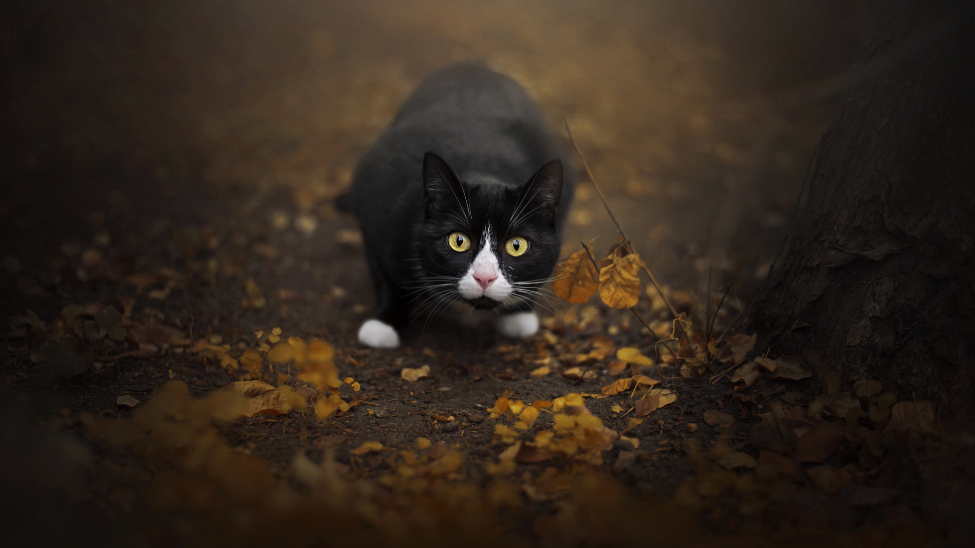 Испуганный черный с белым кот сидит на земле с опавшей листвой