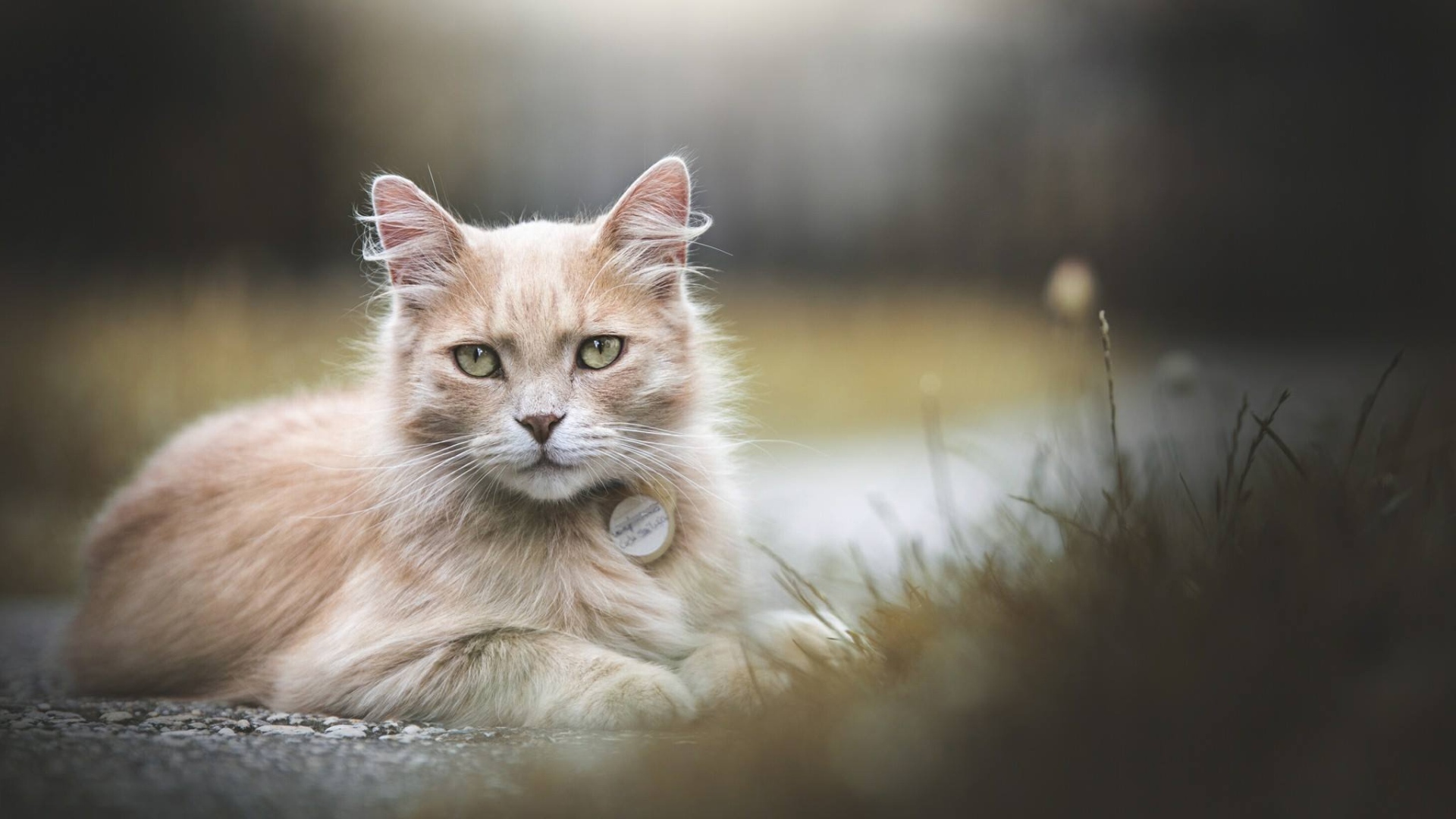 Рыжий зеленоглазый кот лежит на земле 