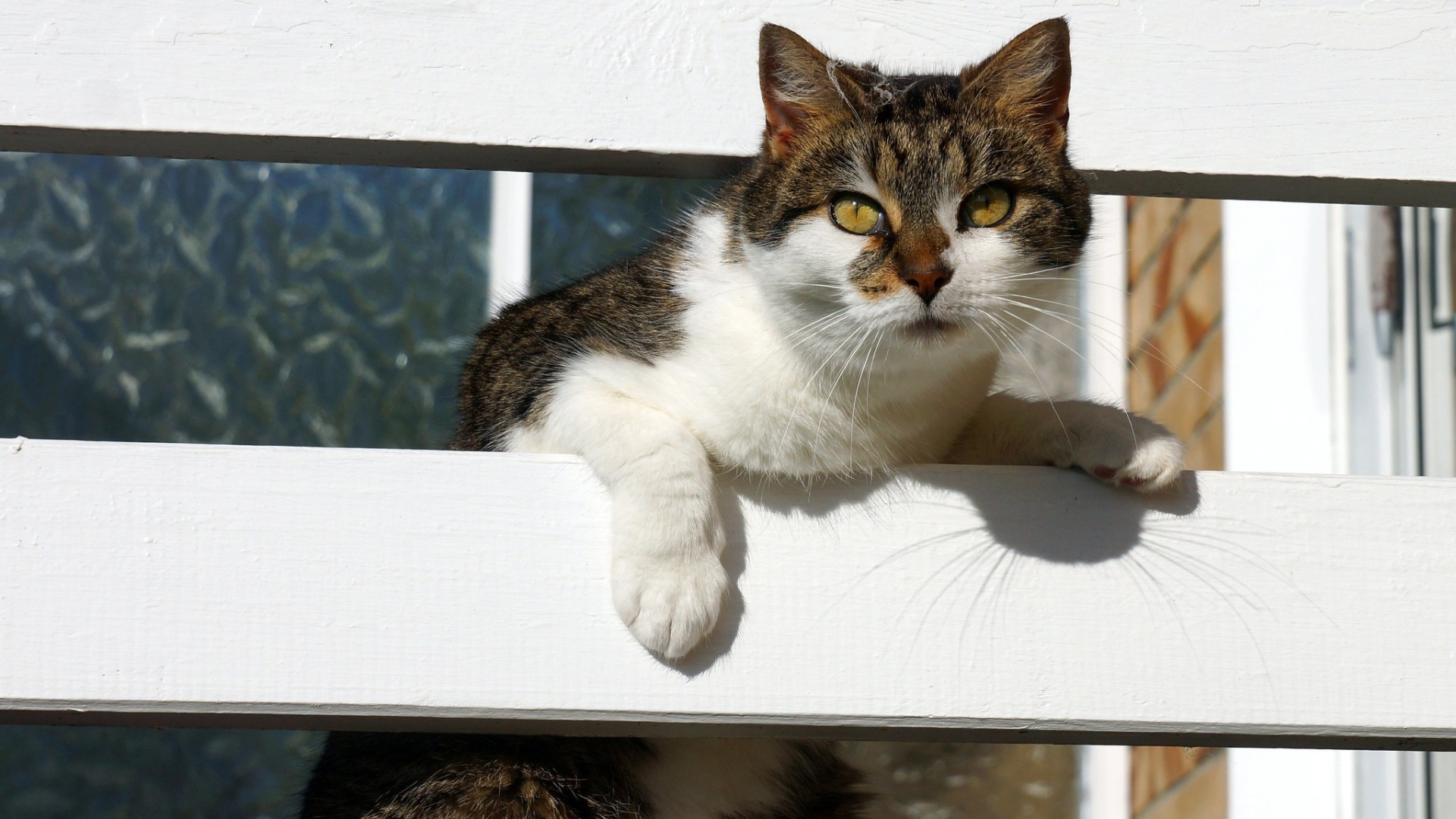 Серая с белым кошка у забора