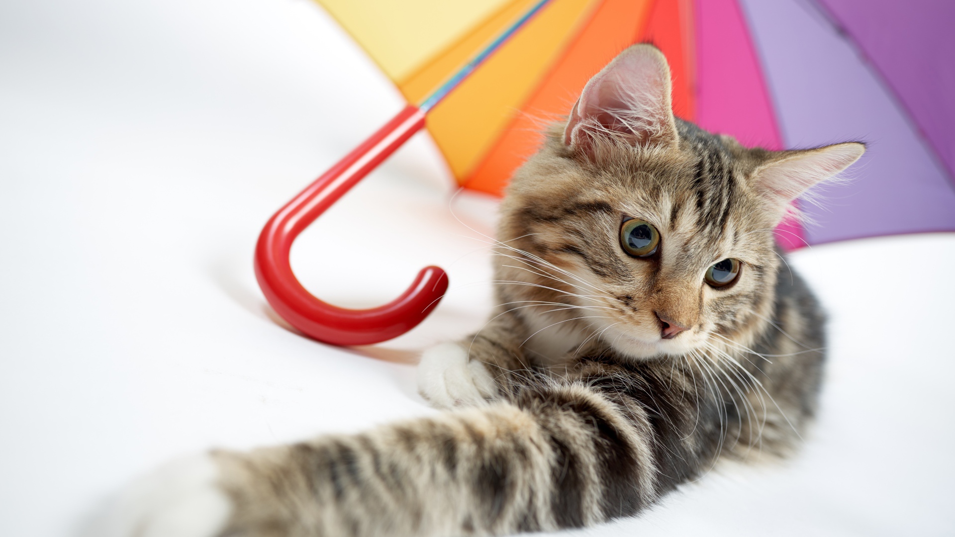 Серый кот лежит под разноцветным зонтом