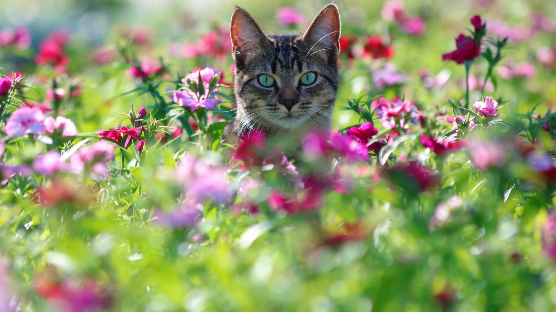 Серый кот с зелеными глазами сидит в цветах 