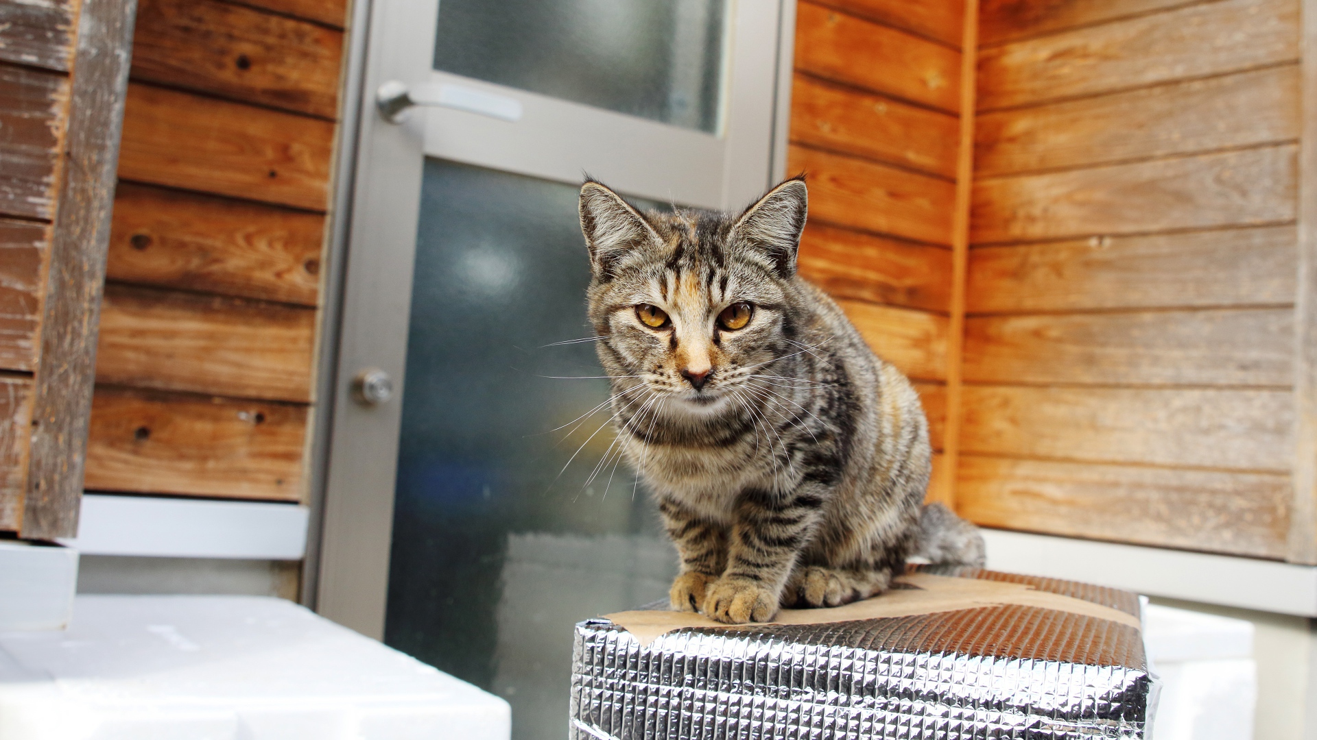 Серый домашний кот с желтыми глазами у дома