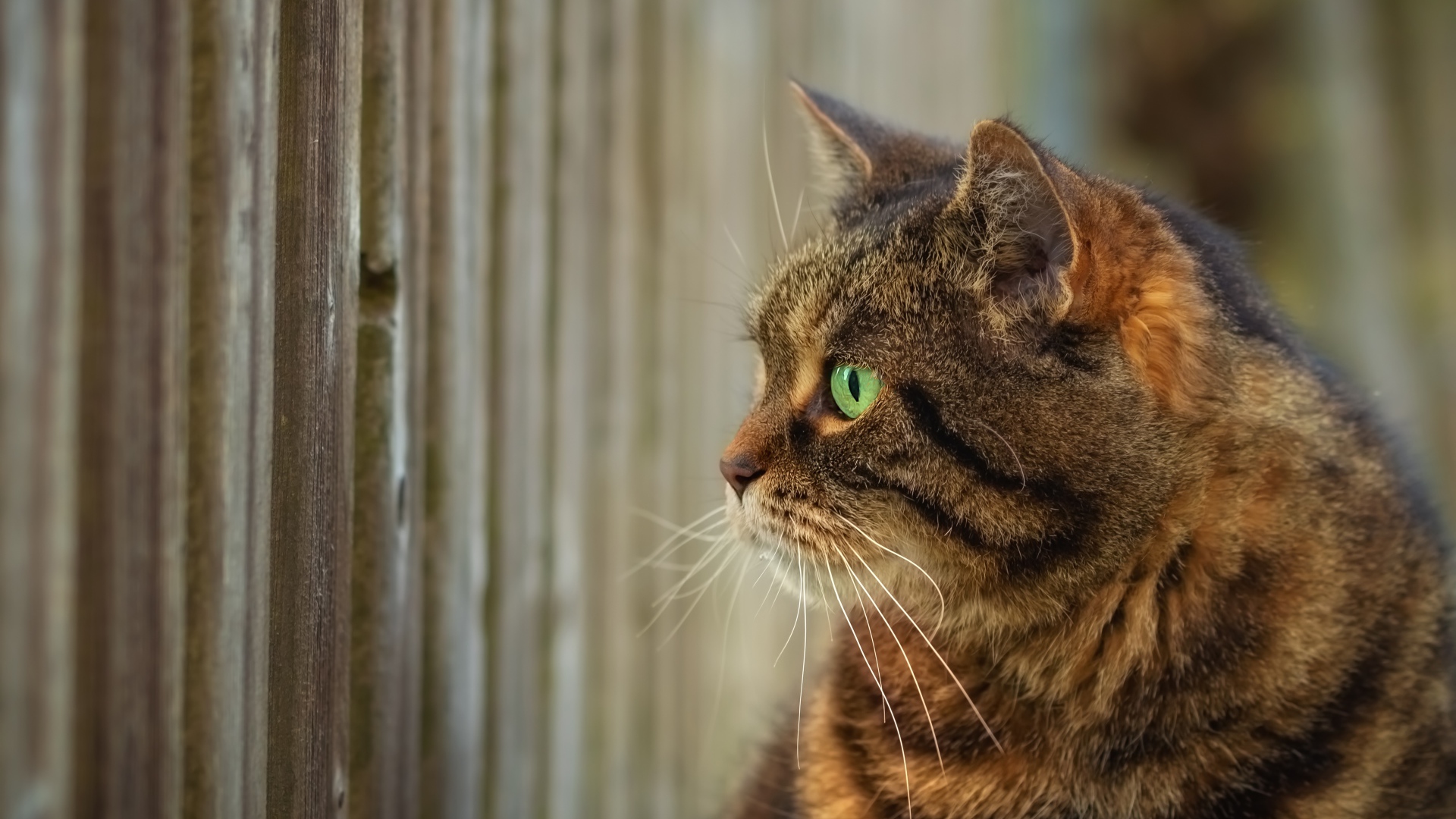 Серый зеленоглазый кот смотрит в забор 